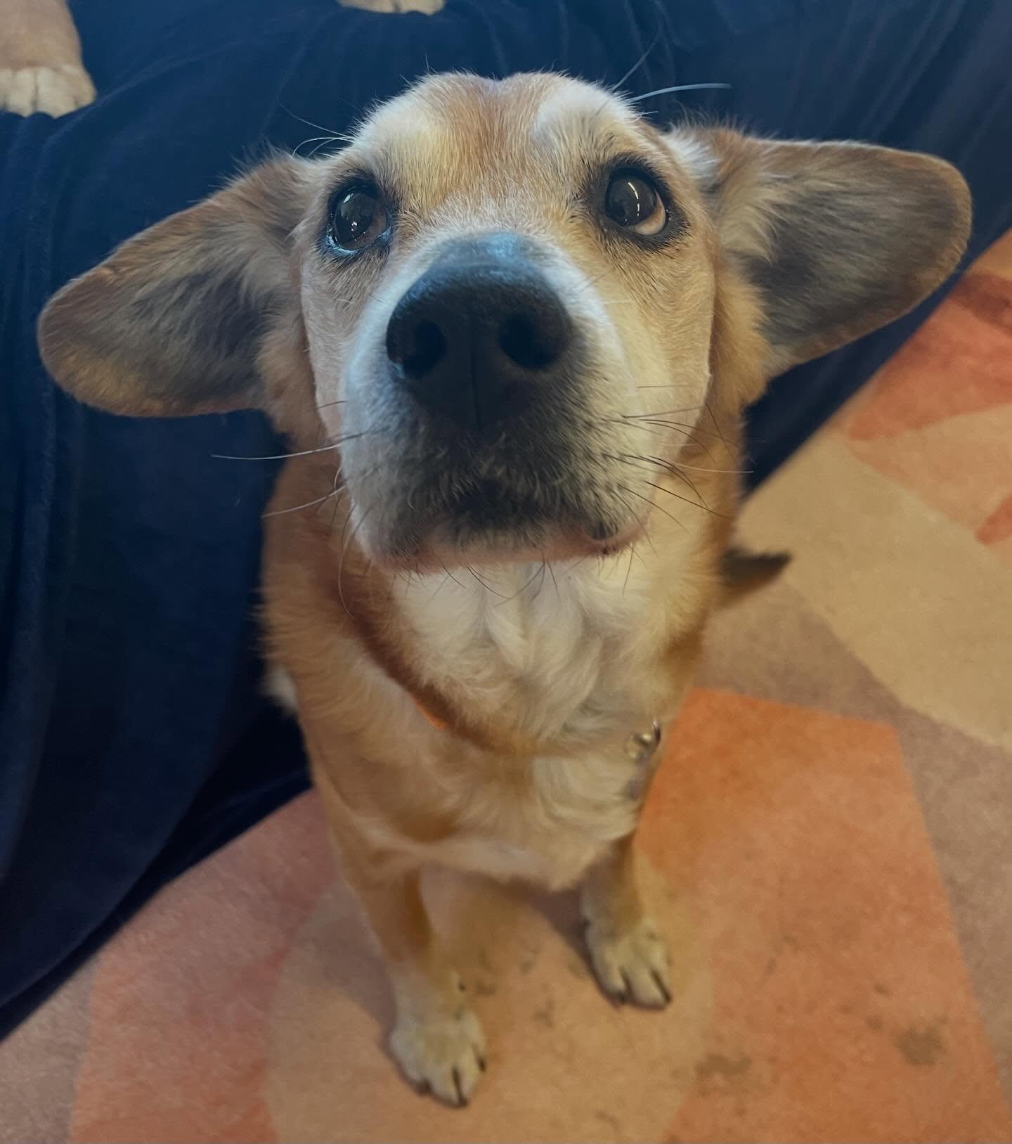Yesterday was a roller coaster of a day for us. While we were incredibly happy to be able to take Petunia out of the shelter, we also had a tremendous loss. 

Prince Charming, who recently came to the ranch with his girlfriend Princess Fiona, had not