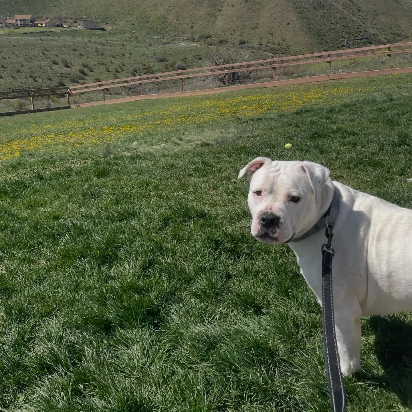 Petunia (formally Ramona) has been with us about two days, and while she is still very shut down she is making small improvements. 

She refused to eat yesterday, but she decided to eat some this morning after adding a cheese garnish (she&rsquo;s a s
