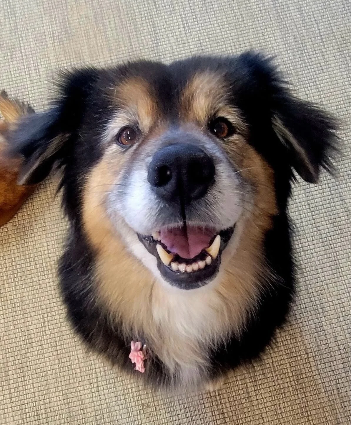 Fiona is waiting for her forever human to give her the attention she demands and deserves after her boyfriend Prince Charming recently passed. She&rsquo;s a sweetheart who loves to give kisses and hold hands. But she is also a very spry 10 who loves 
