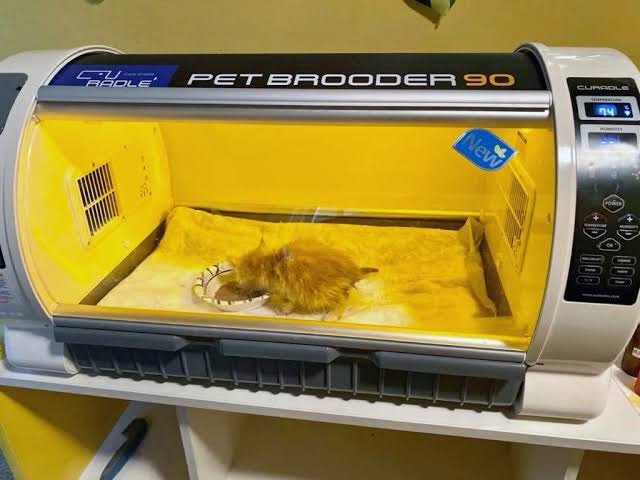 Kitten season is upon us. Thanks to two life-saving incubators donated to us, we were able to save all the kittens that came into our care last year and get them through the critical newborn stage. In contrast, before we had these incubators, we lost