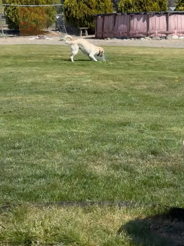 Clark is a giant puppy who thinks water is the best toy EVER! This boy came to us with a broken femoral head which required surgery. While he still limps a little, he&rsquo;s not in pain, and as you can see it is not slowing him down. This boy has be