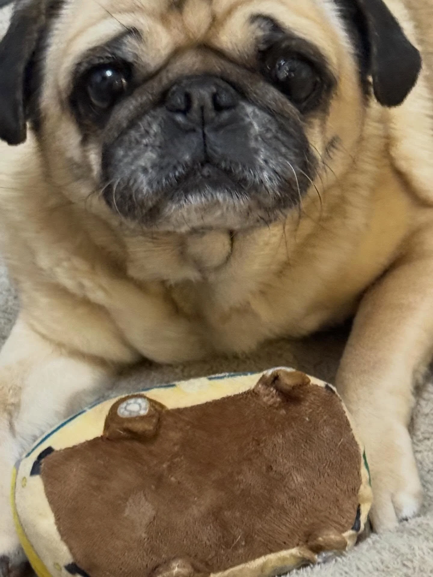 Buggles (cream) and Paisley (brindle) are senior pugs looking for their forever home. Buggles is independent and likes to chill on the couch. Paisley is very social. They can be adopted separately or together. If you need one or both of these ladies 
