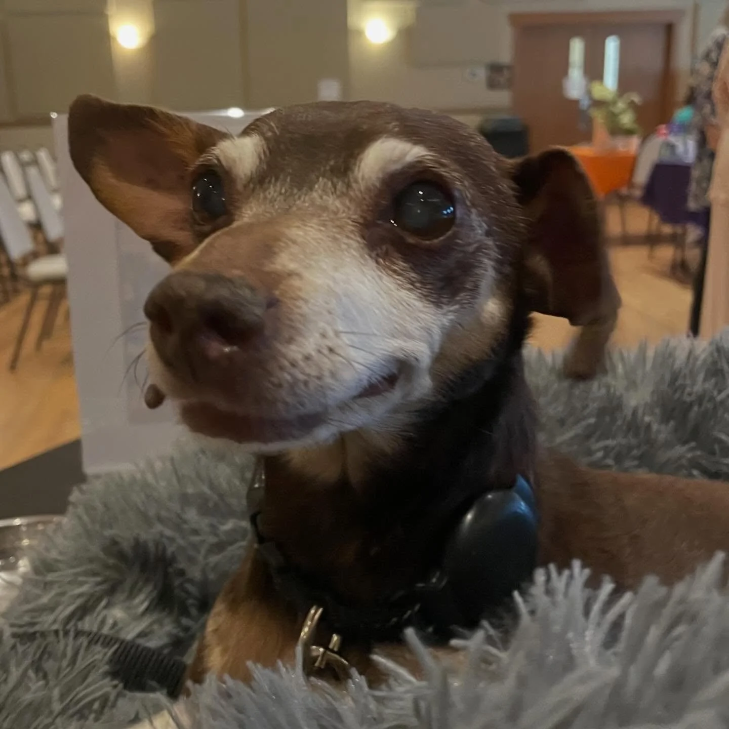 Come visit Teve at the Cle Elum Senior Center today until 1 pm. We will be here talking about our Seniors for Seniors Program where we match senior pets with senior humans while continuing to pay for the senior animals care! Learn more at https://jos