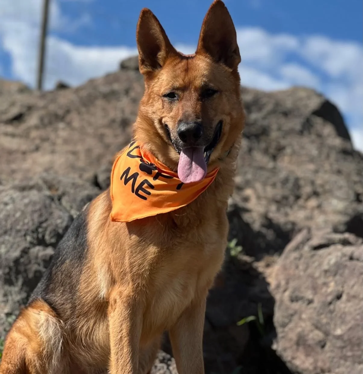 If you&rsquo;ve always wanted a German Shepherd but don&rsquo;t know much about them, we have the perfect training model for you!

Radar came to us after his elderly owners brought him to the vet to be euthanized because they couldn&rsquo;t handle hi