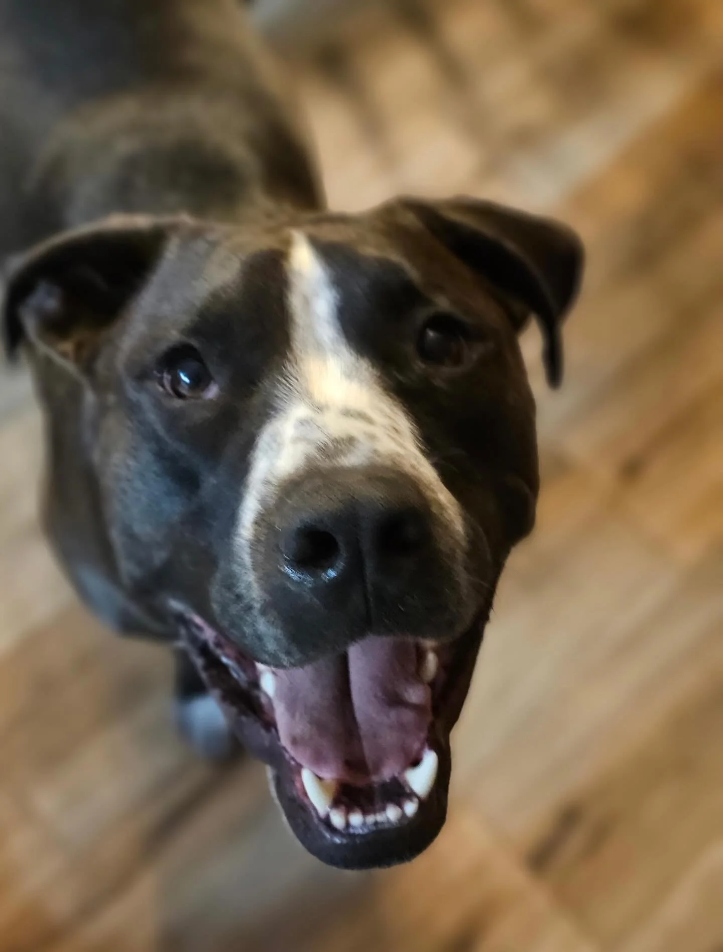 This is Boltz. He&rsquo;s our longest misfit resident and we have no idea why. He&rsquo;s a fun loving boy who is also an epic snuggler. He gets along with dogs, tolerates cats, and is good with older kids (he&rsquo;s a bit of a tank so while he is a
