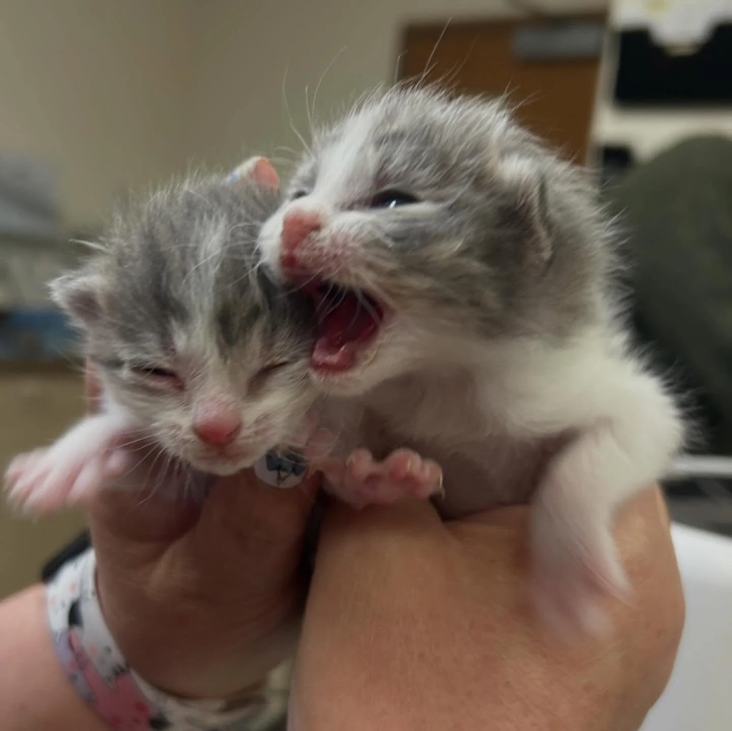 We took in 3 more babies today from a feral colony, and they will be bottle fed by one of our amazing neonatal fosters and warmed by our donated incubators to give them their best chance for survival. These kittens were found in the same place two pr
