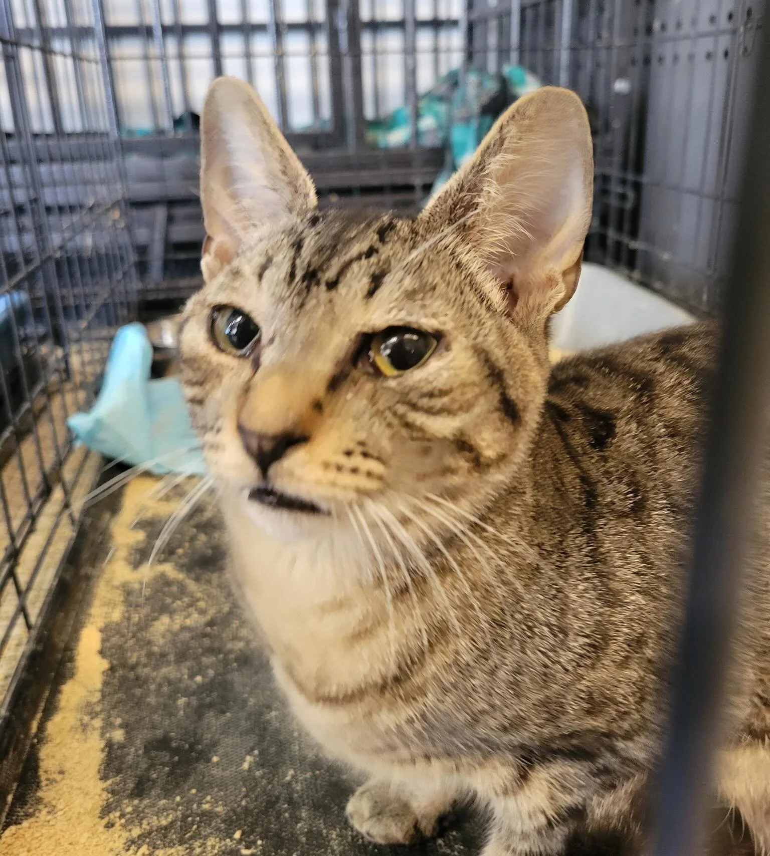 How does fostering make a difference? Just look at how these kittens have transformed from the day we got them from a hoarding situation (first two pictures) to how they look after a week with one of our fosters (last two pictures). You can help tran