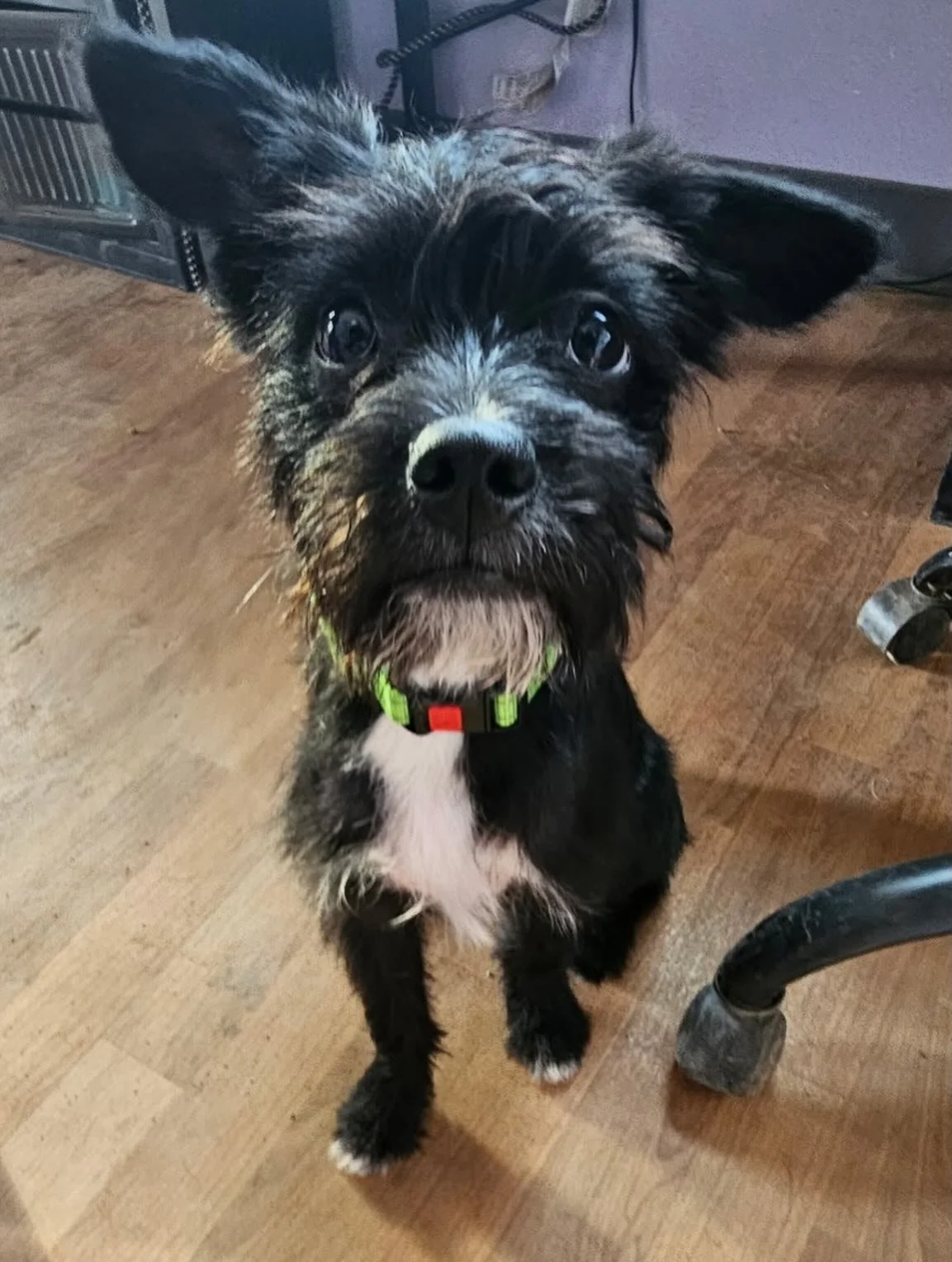 This little guy was found in Toppenish wandering around the Middle School and brought to our friend Karina at Hounds from Hell Dog Training, who called and asked if she could foster him for JMR. Of course we said yes &hellip; I mean LOOK AT HIM! Afte