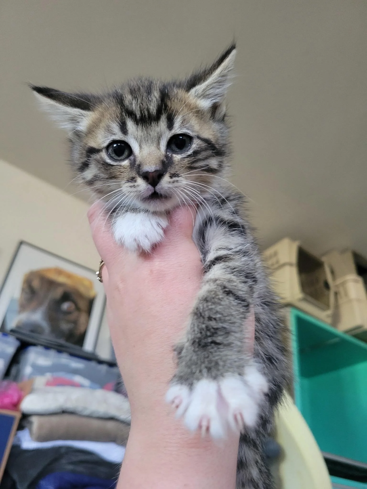 12 more kittens - part of two stray litters found by a rancher - came to the ranch yesterday with their mammas. The youngest batch is about 2 weeks old and has 6 boys and 1 girl. The second batch is about 6 weeks and has 2 boys and 3 girls. This brin