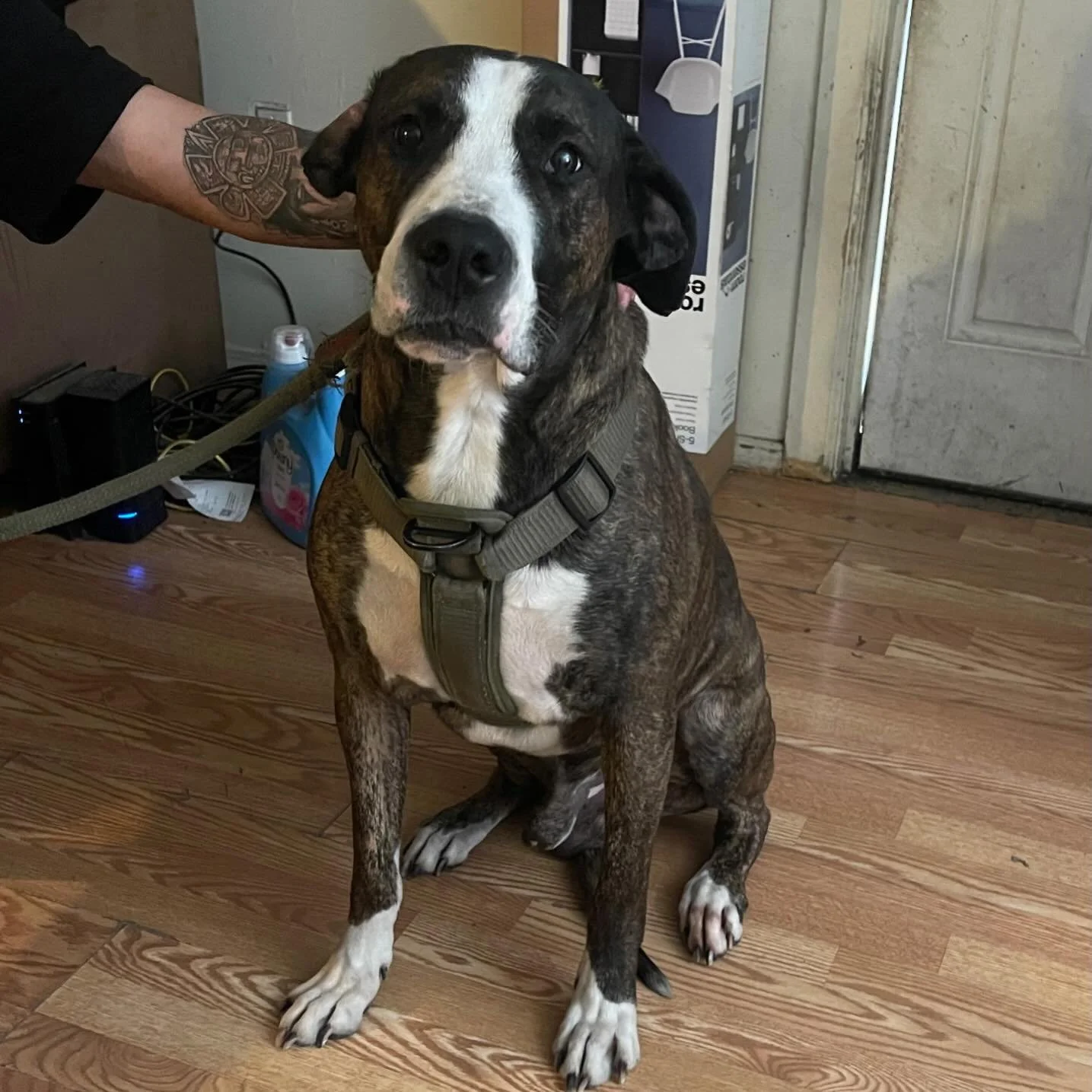 This poor guy was going to be euthanized today but instead is heading home with an amazing foster family who literally saved his life by stepping up and saying they would help him &hellip; sight unseen. His owner who was in her 30s died suddenly last