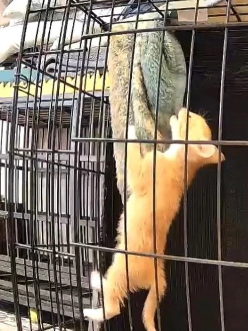 Lennox is one of 5 kittens &hellip; known as the &ldquo;L&rdquo; litter. At just 6 weeks, he is showing signs of being part monkey. You can see his antics, as well as some other kitten litters, on our misfit cams. New content is uploaded every day! G