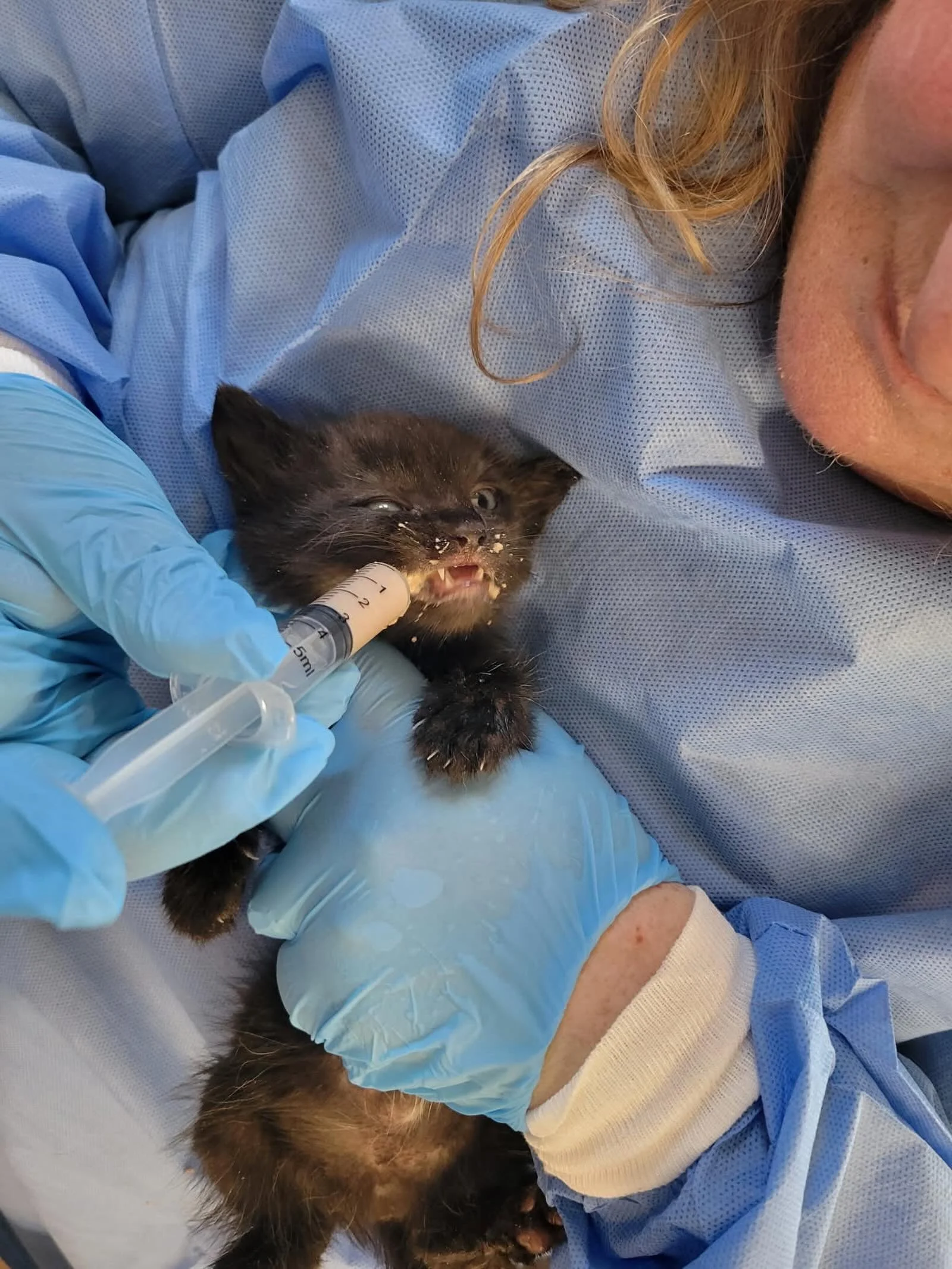 We found out yesterday that one of our litters &hellip; the K kittens &hellip; have panleukopenia, a highly contagious and often fatal viral disease in cats, caused by a parvovirus. We noticed yesterday morning they weren&rsquo;t eating and were leth