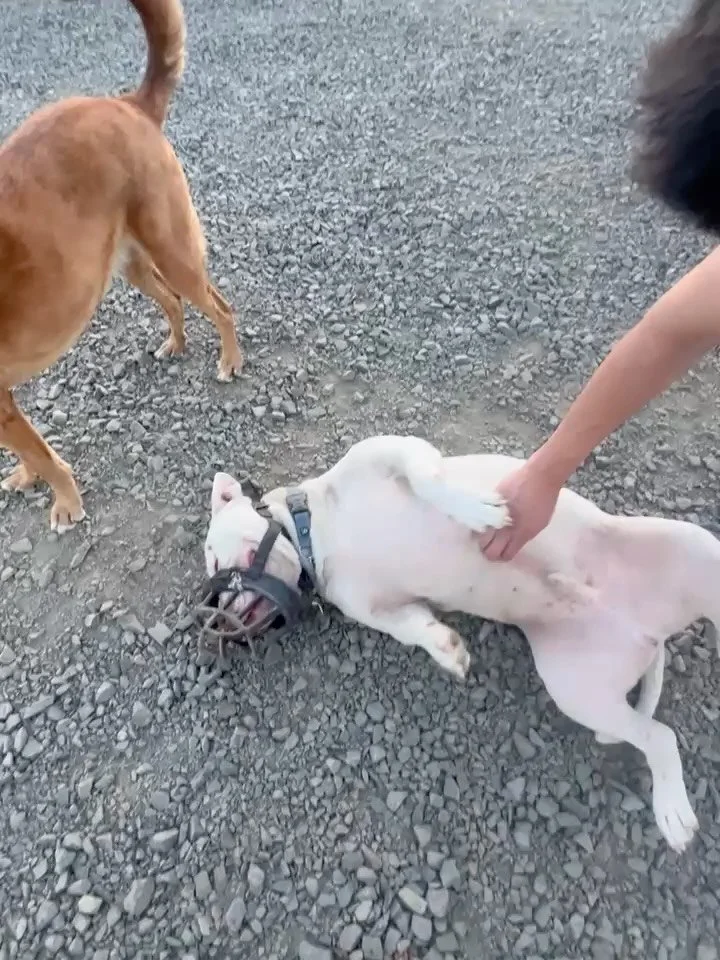 Papasito, formerly Lugnut, is living his best life after being shut down and fear aggressive. He is a product of a bad breeding operation, where he was very neglected. Thanks to our friends at @houndsfromhelldogtraining he is now waiting to meet his 
