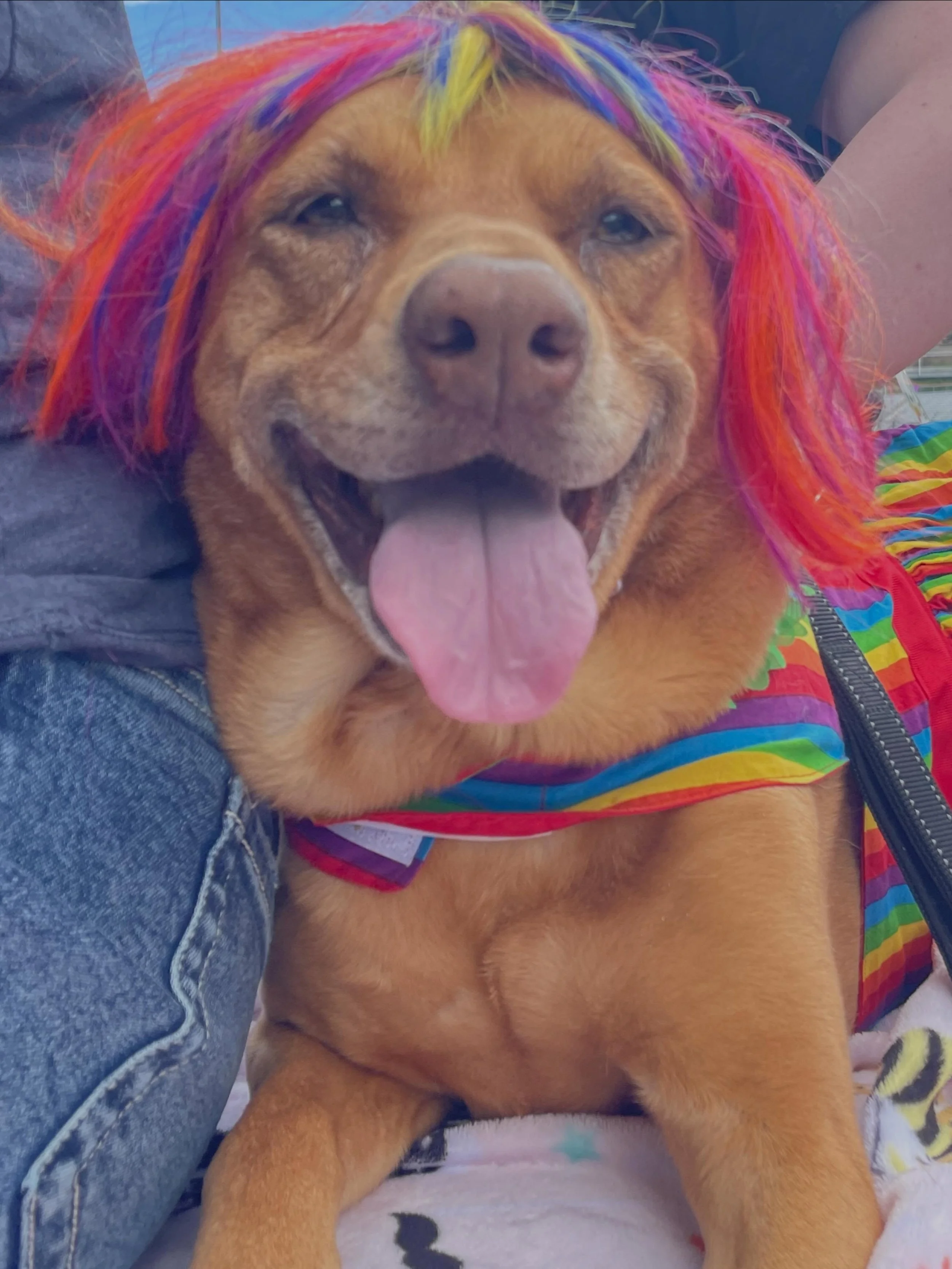 Thank you to everyone who supported love, compassion and acceptance at the @kittitascountypride Parade today! Josie and her assistant Reine had a great time and appreciate everyone who said hi!