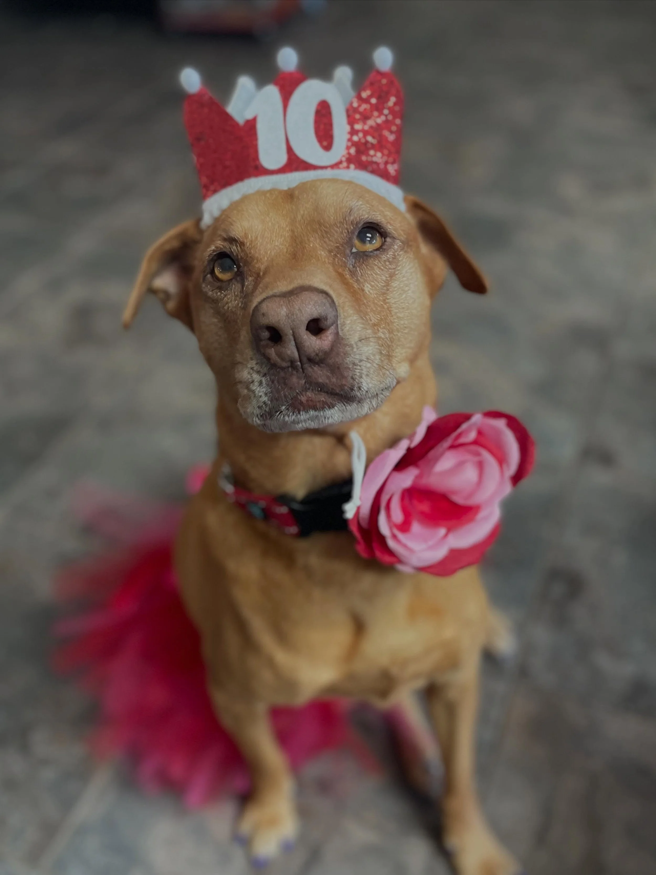 Happy 10th Birthday to our Queen and CEO, Josie! She celebrated today with a special cake made by one of her favorite people in the world &hellip; Tim from Buddy&rsquo;s Barkery &hellip; that she will share with her three brothers, two sisters and fo