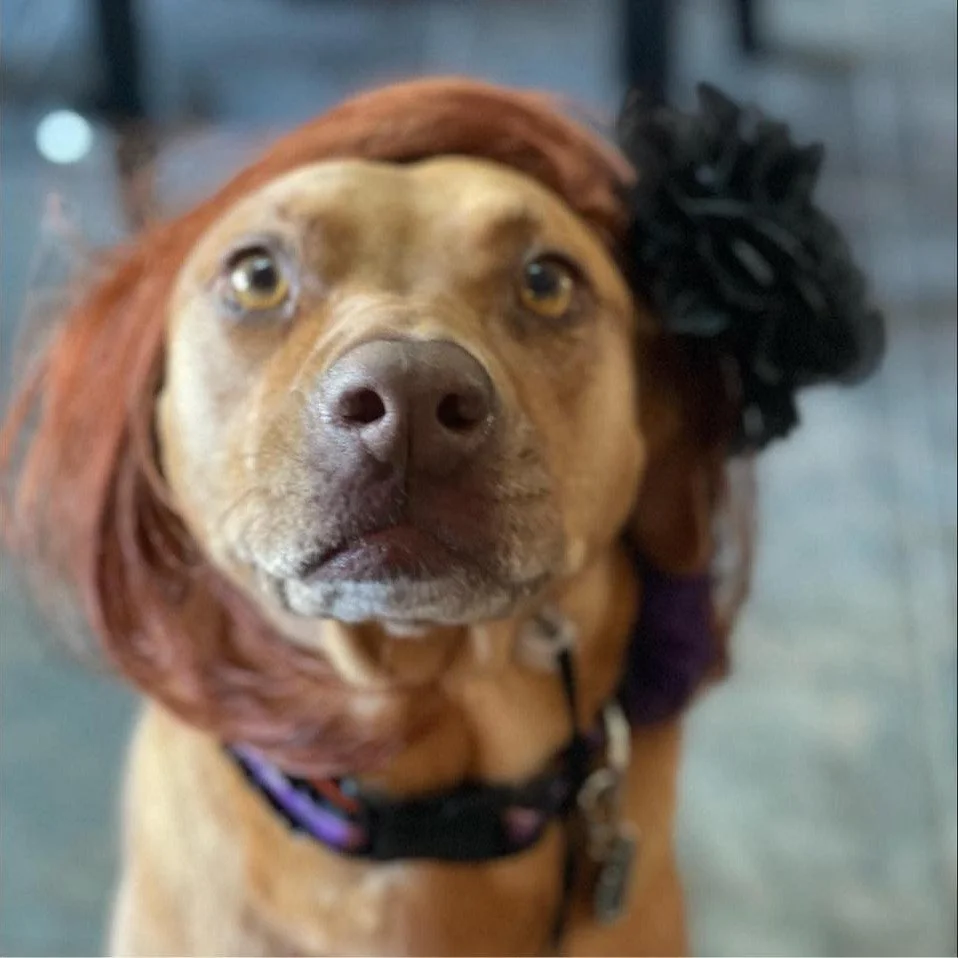 🎭🐾 COSTUME CONTEST ALERT! 🐾🎭

Calling all creative canines (and their humans)! It's time to strut your stuff in the Dachshunds &amp; Friends on Parade Costume Contest!

Whether your pup is a superhero, princess, pirate, hot dog, or something comp