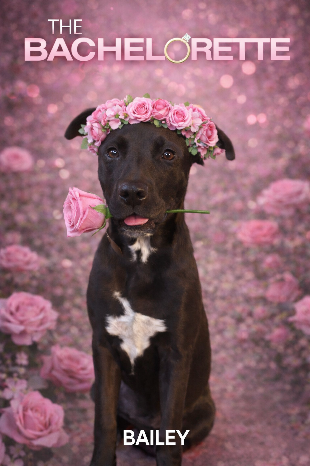 Virtual Rose for Bailey