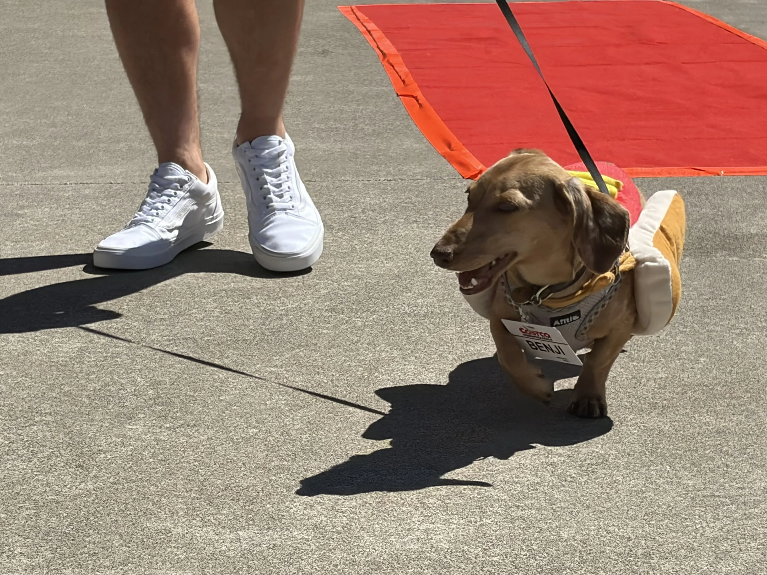 Benji the Hot Dog