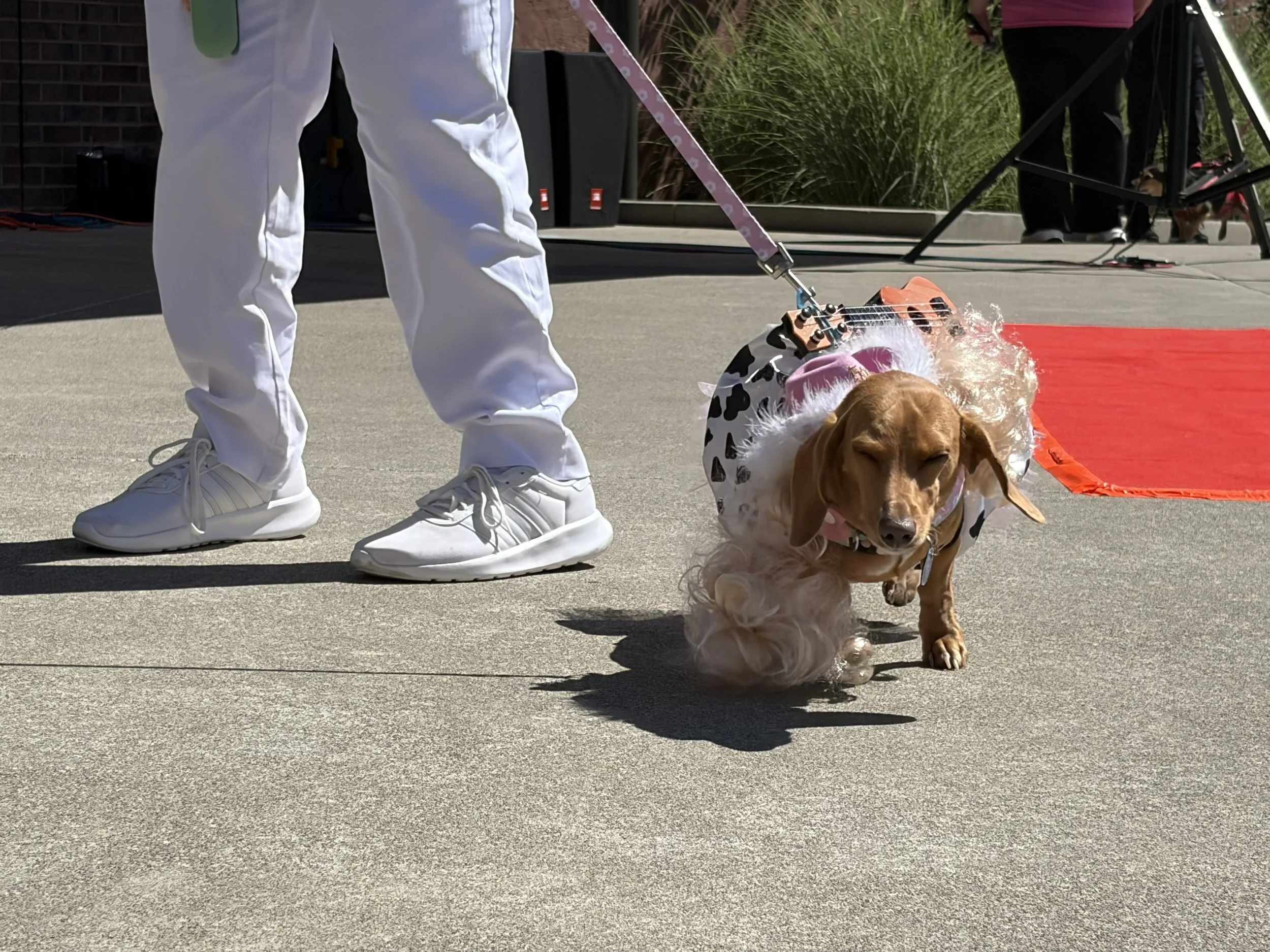 2nd Place: Deborah Smith, Doggie Parton