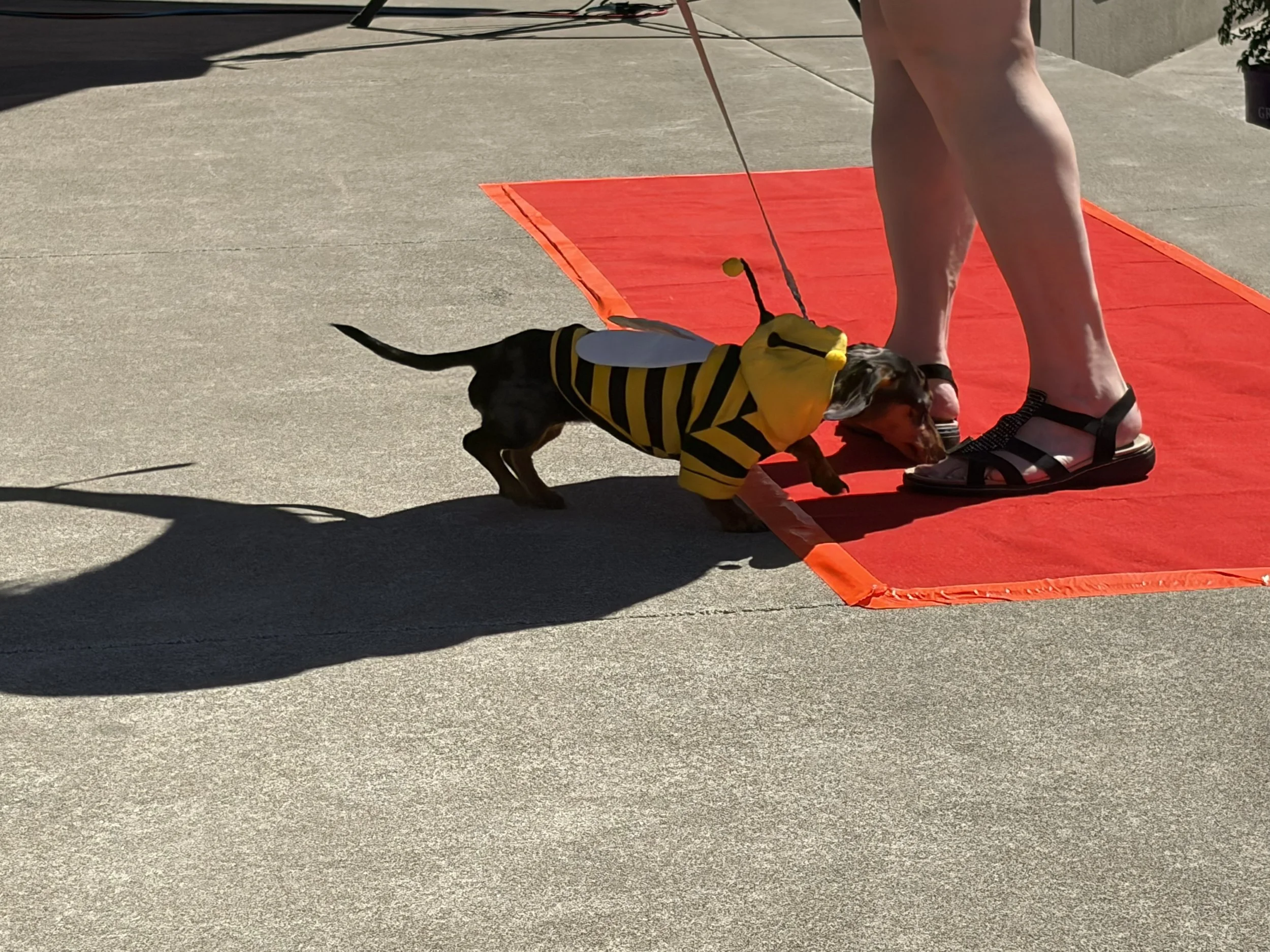 Luna the Bumblebee