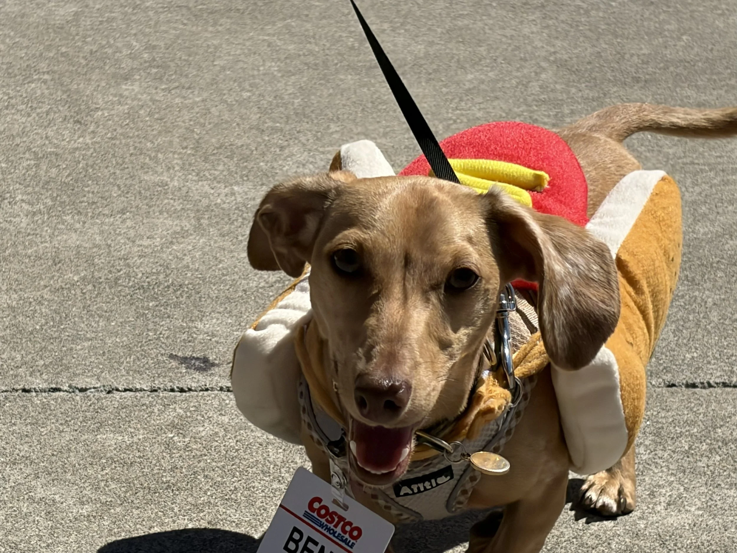 Benji the Hot Dog