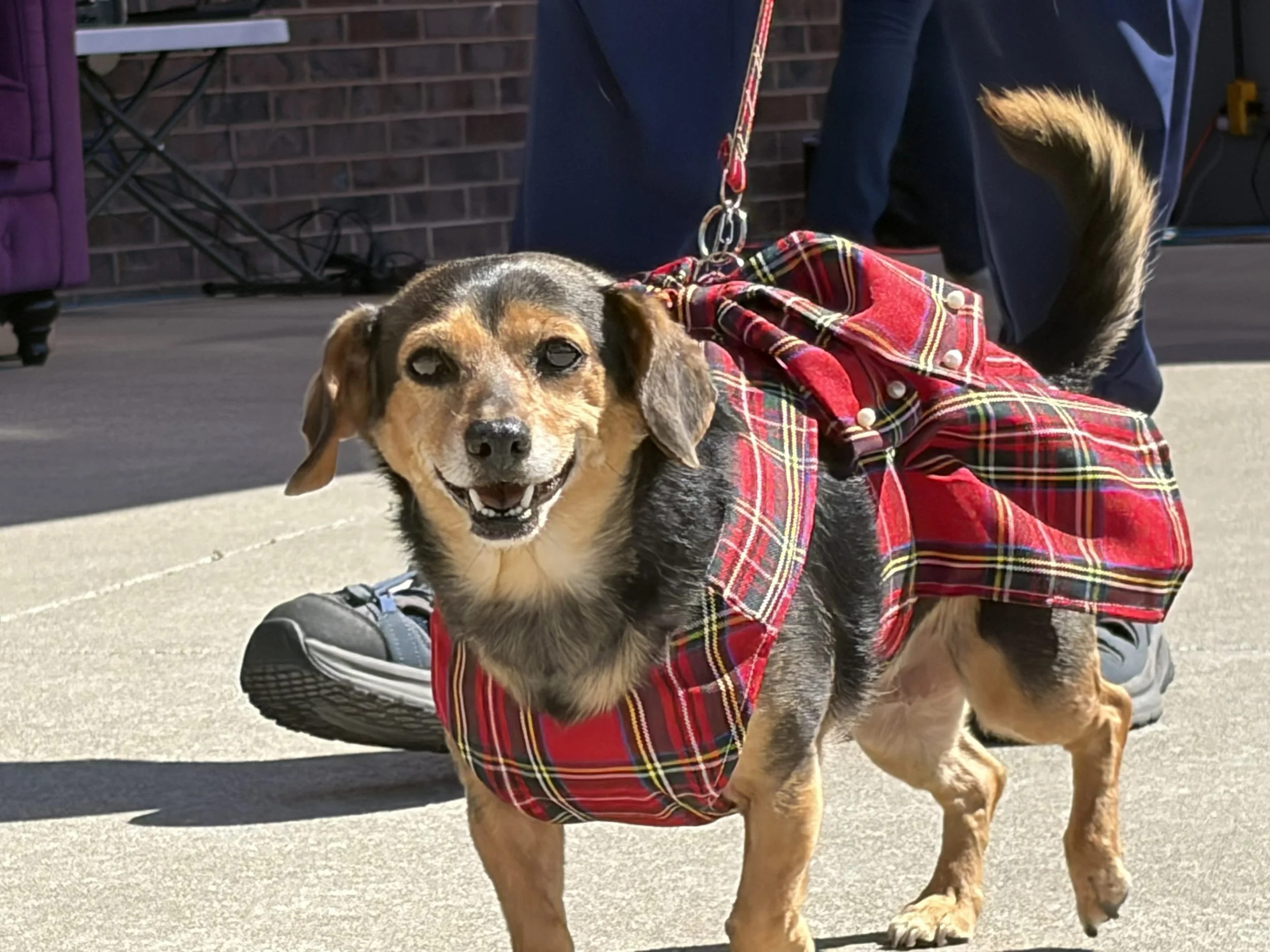 Bailey (Owner Judy Bradford)