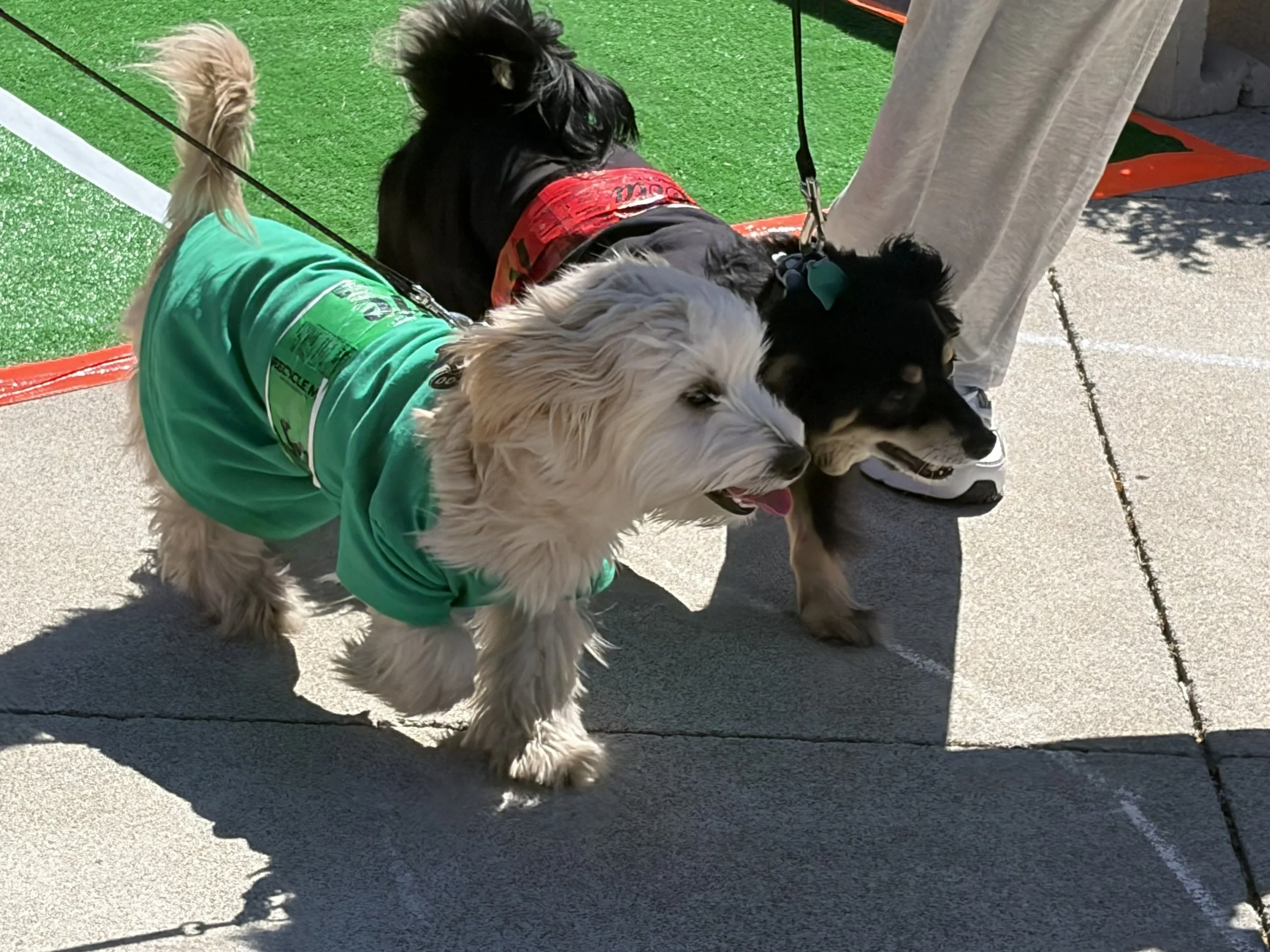 1st Place in Group Costume went to Sprite and Coke, otherwise known as Kiki & Zeke
