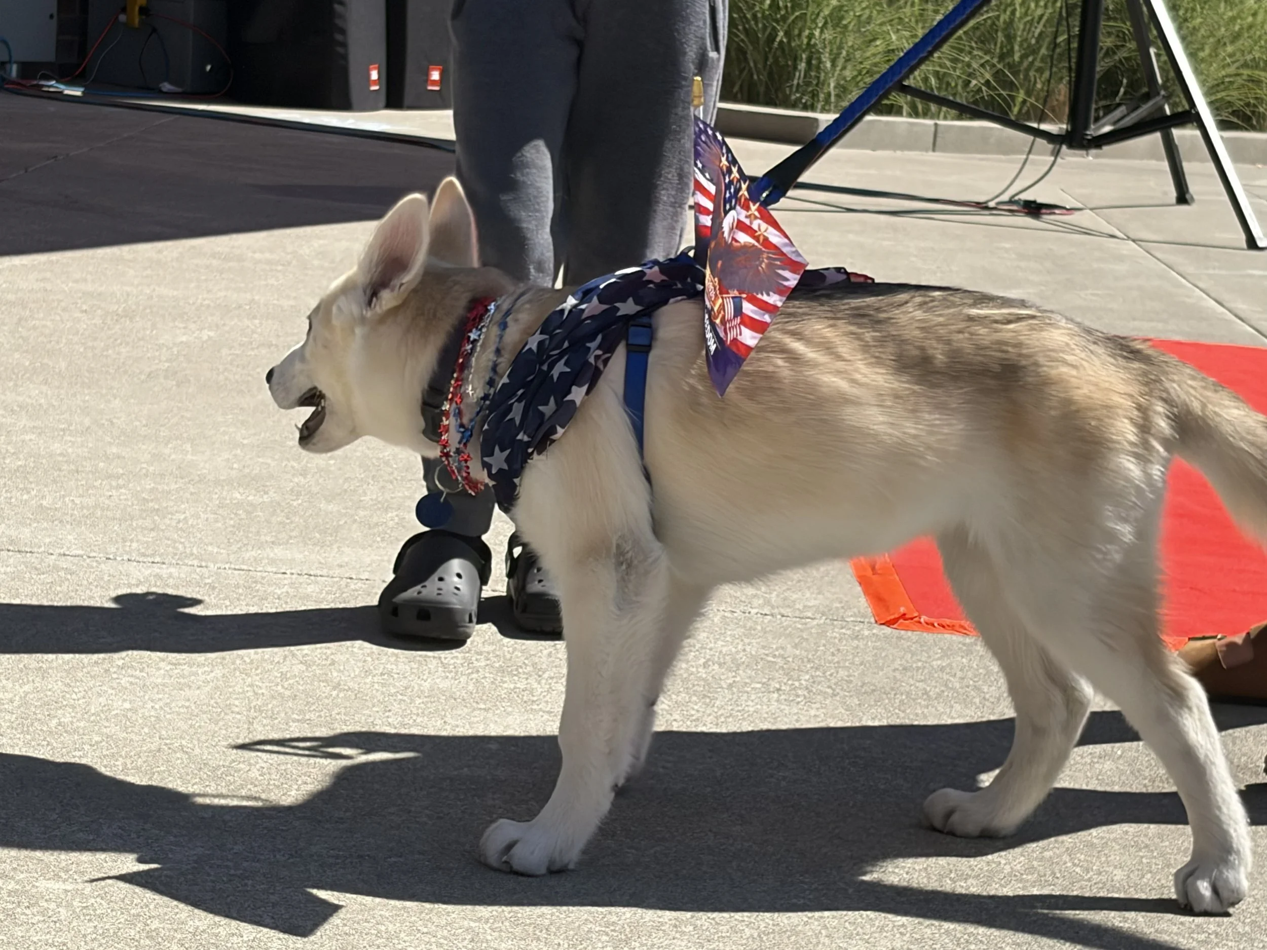Zero the Patriot (Owner Nichole Vaughan)