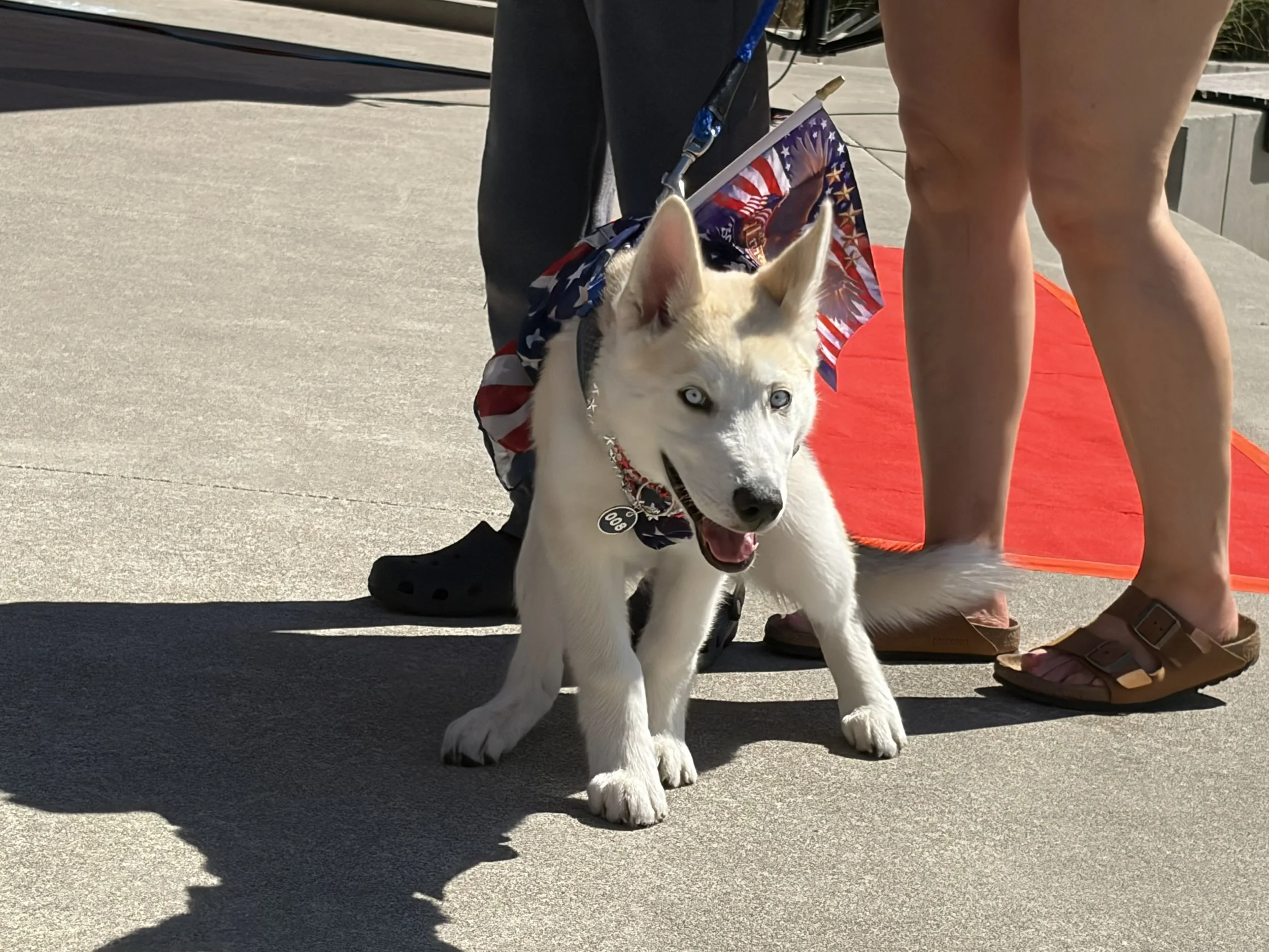 Zero the Patriot (Owner Nichole Vaughan)