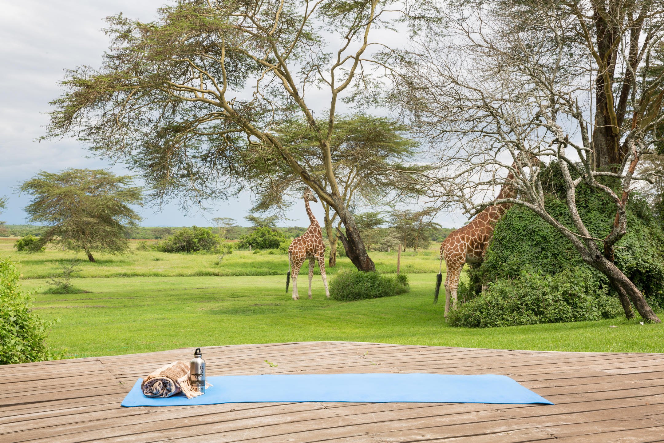 yoga with giraffes