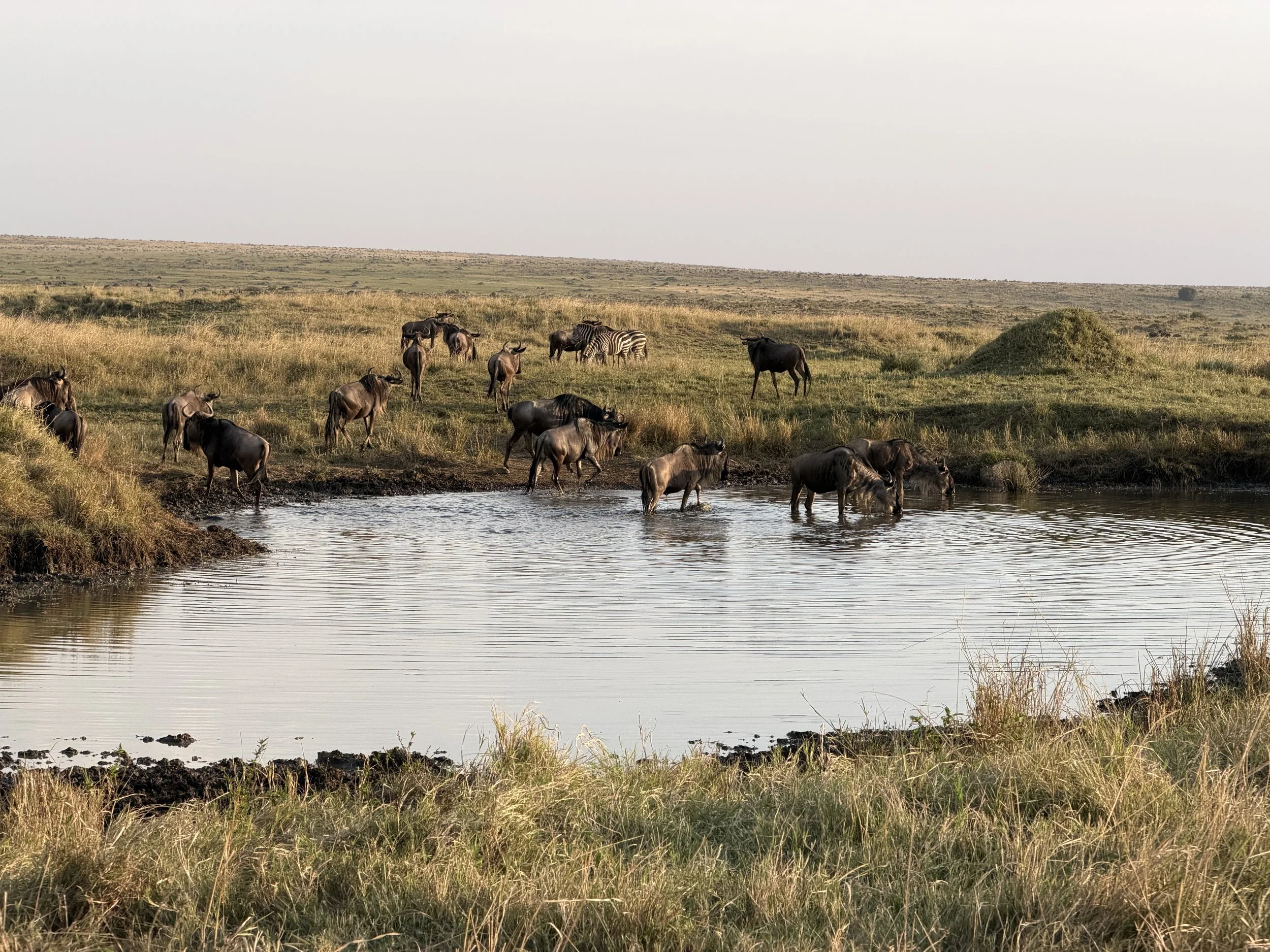 wildebeest and zebra everywhere