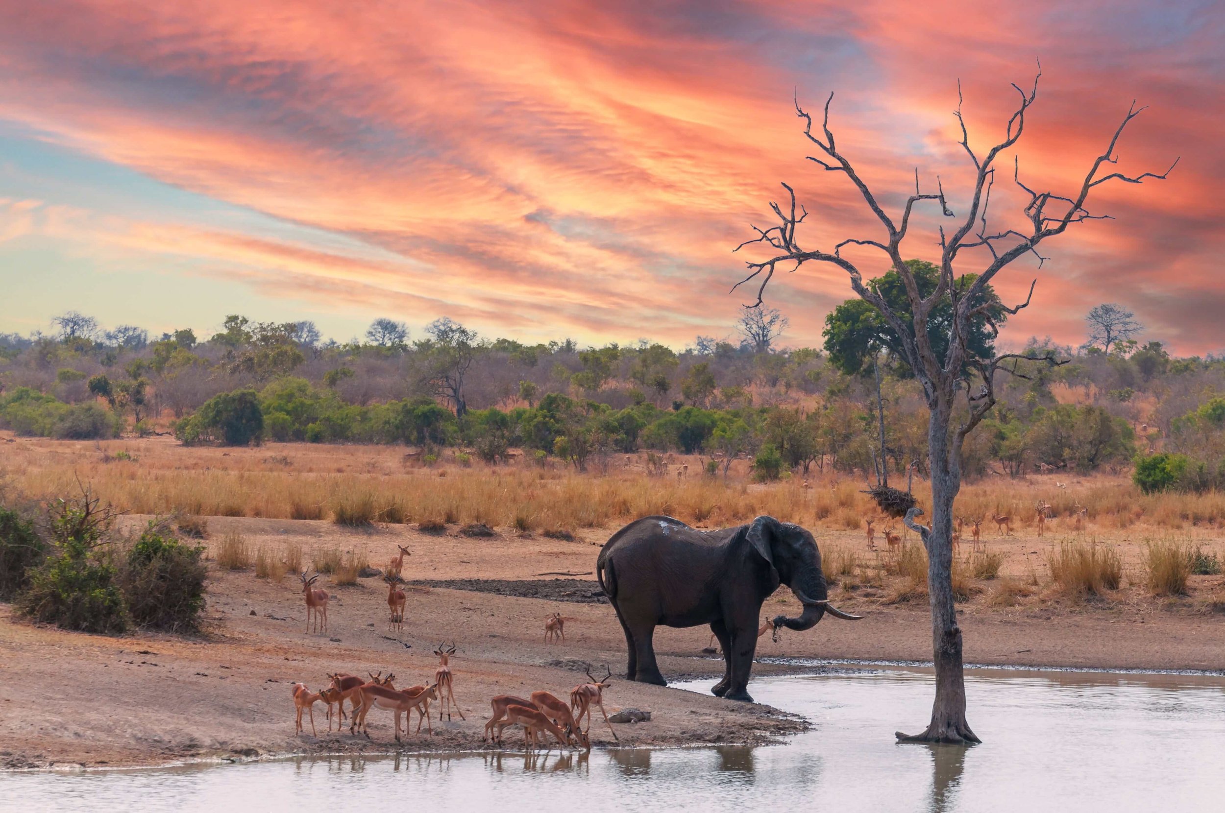 When Is The Best Time To Go On An African Safari?