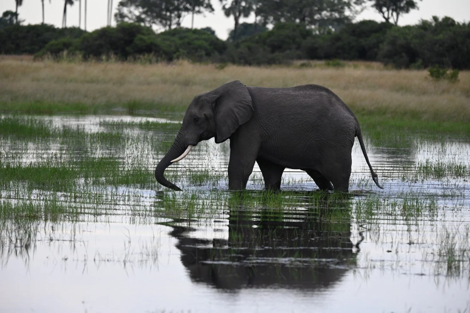 An elephant standing in a water body with a grassy and forested background.