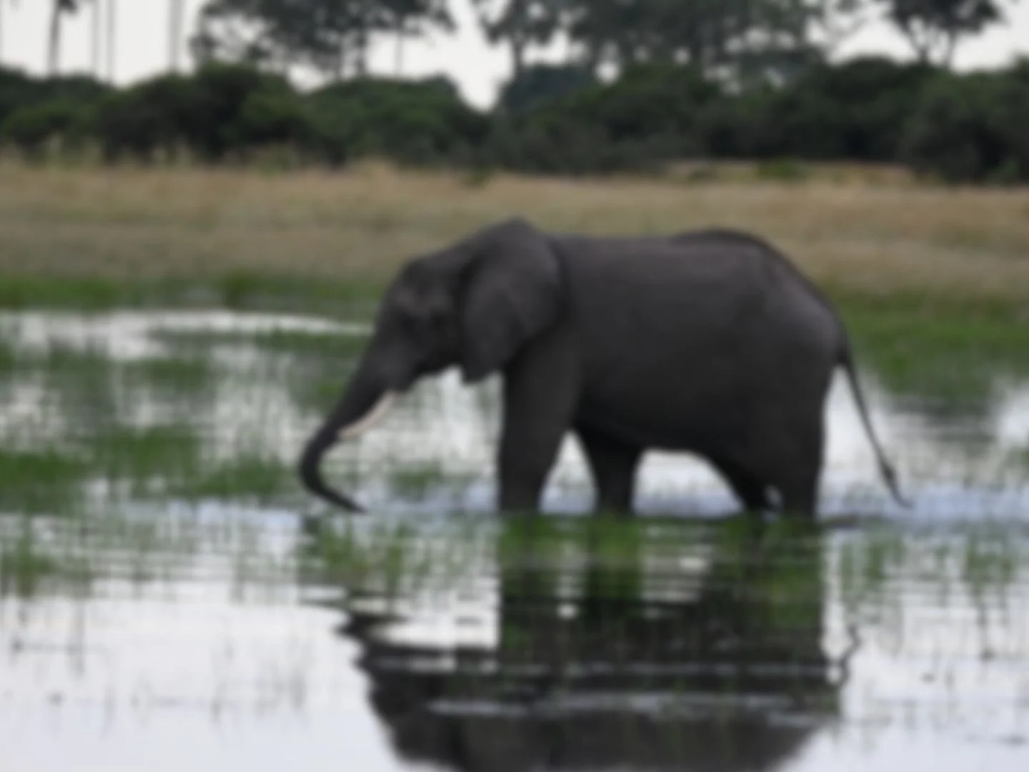 The Okavango Delta Flood Explained: What, When & Why It Matters for Your Safari