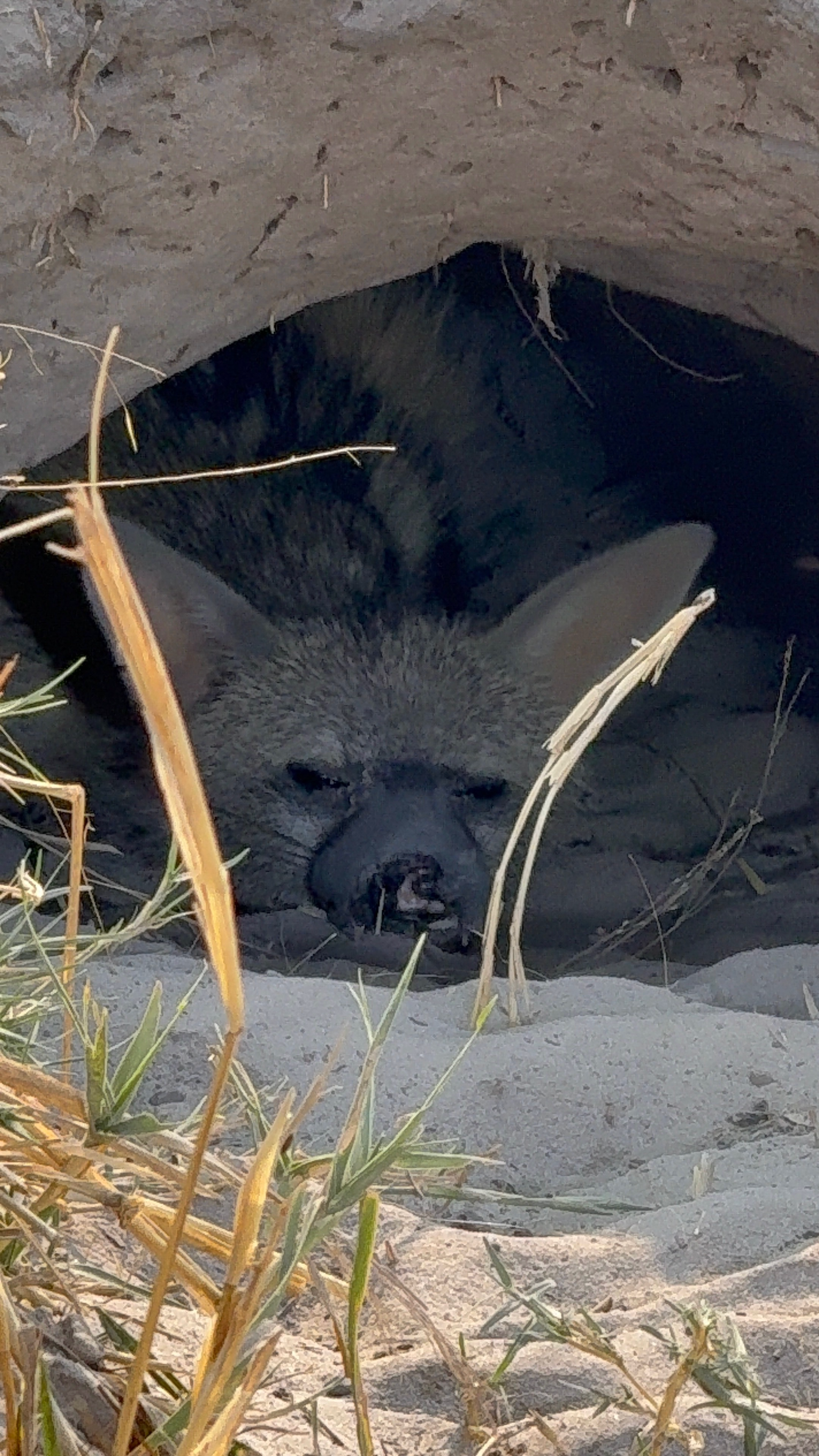 North Island - 22.png