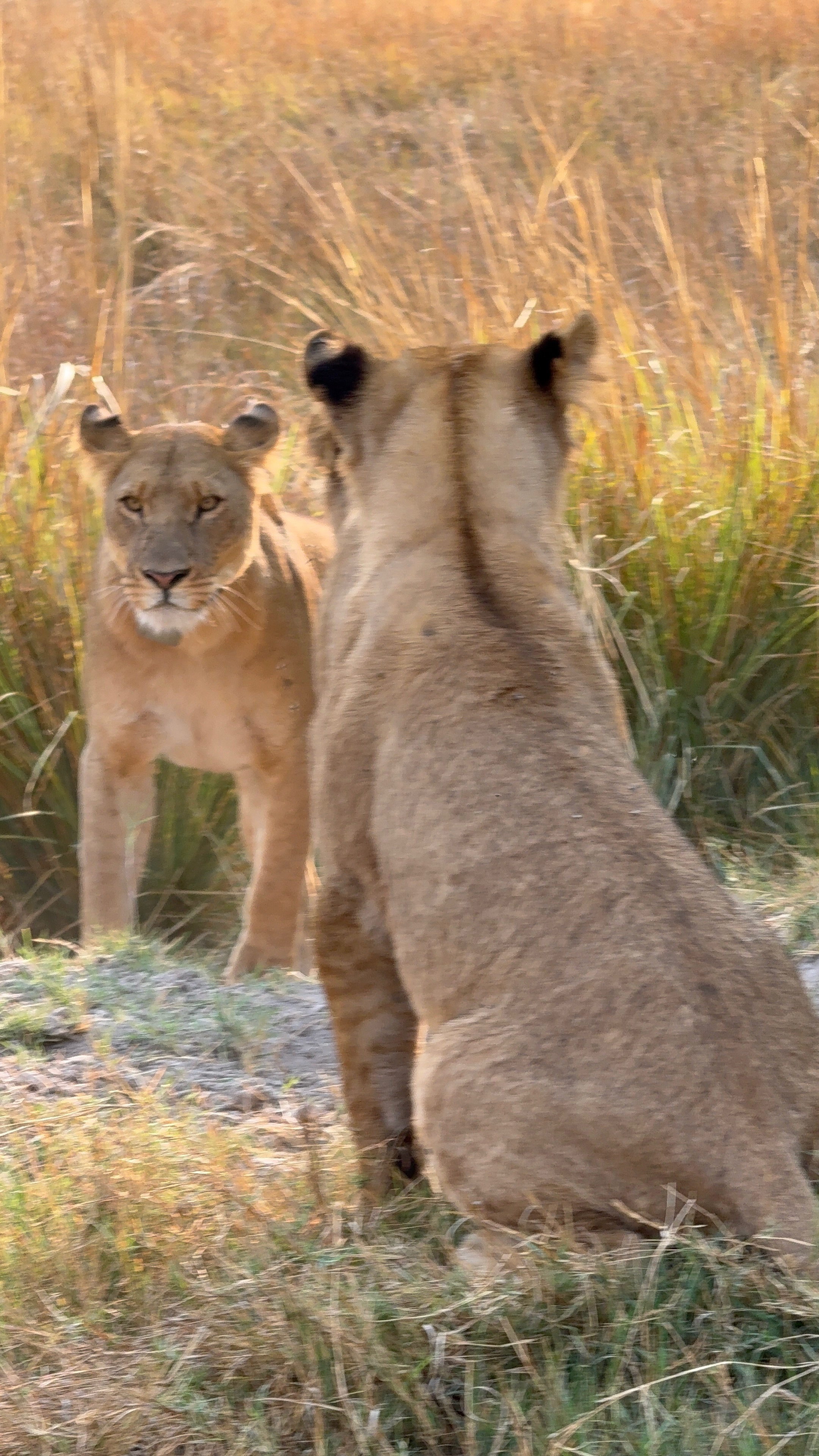 North Island - 7.png