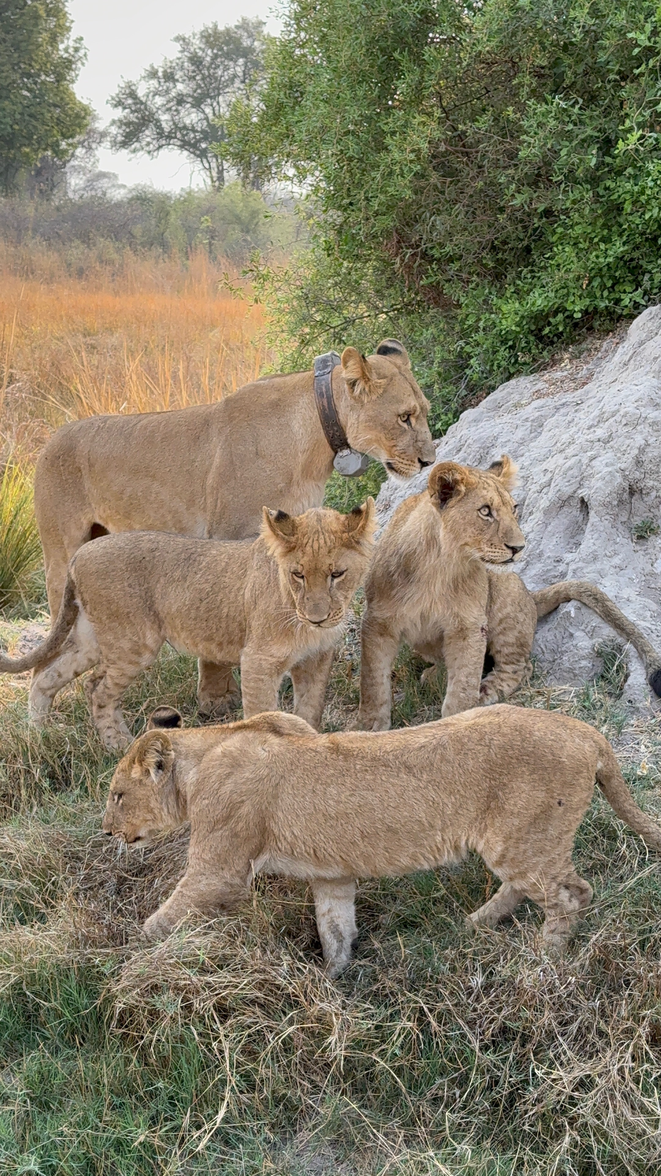 North Island - 8.png