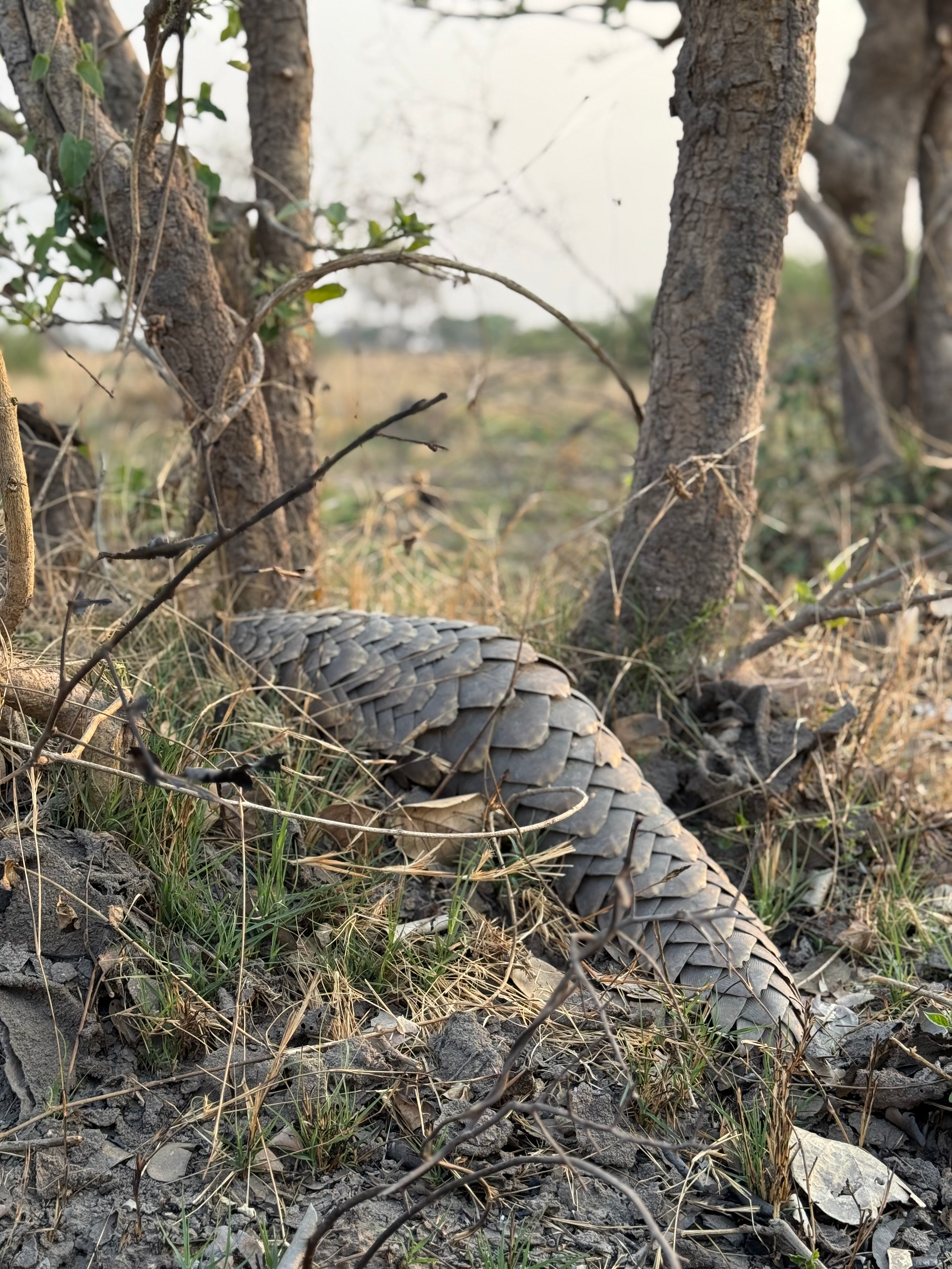 North Island - 4.png