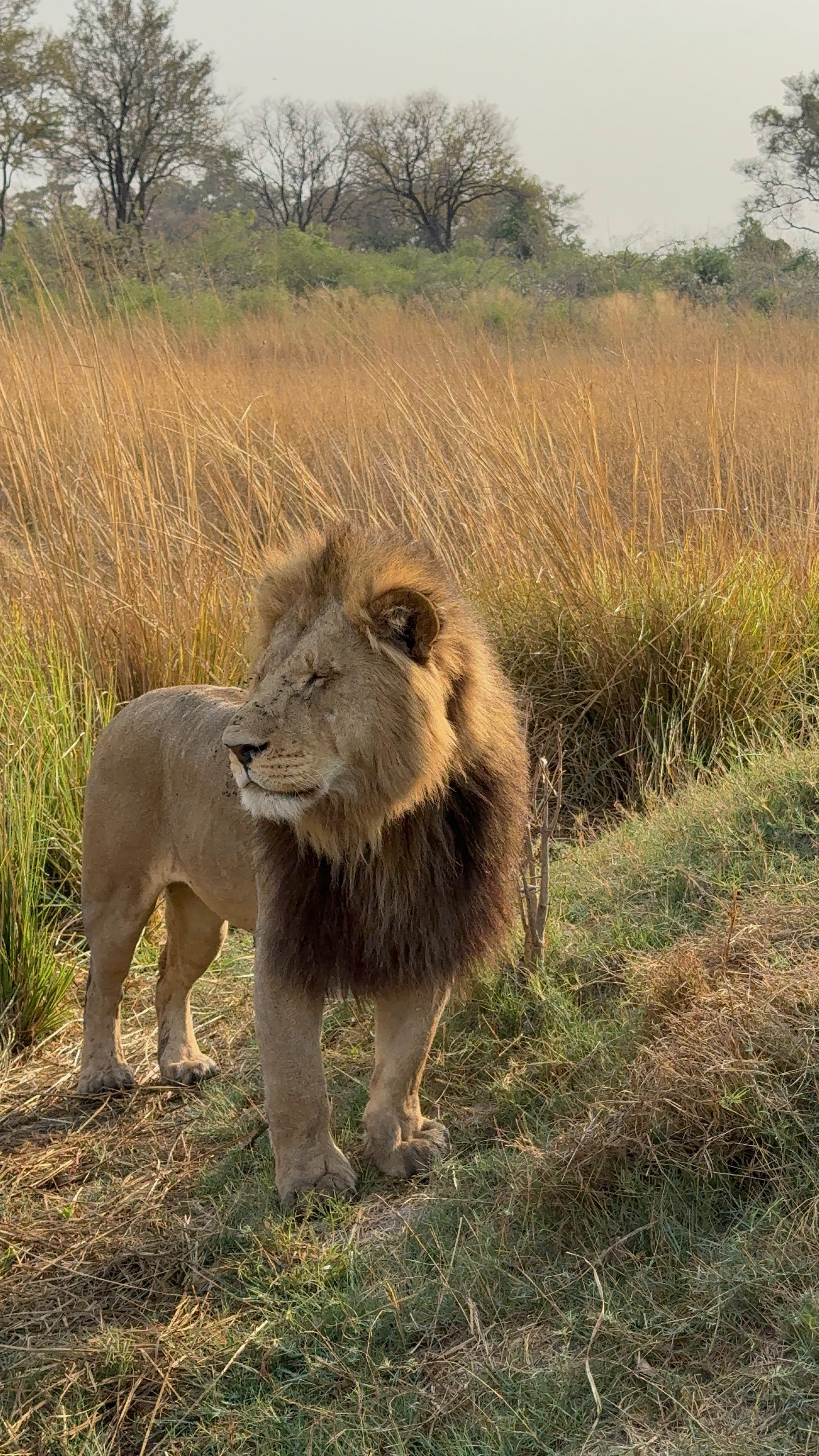 North Island - 9.png