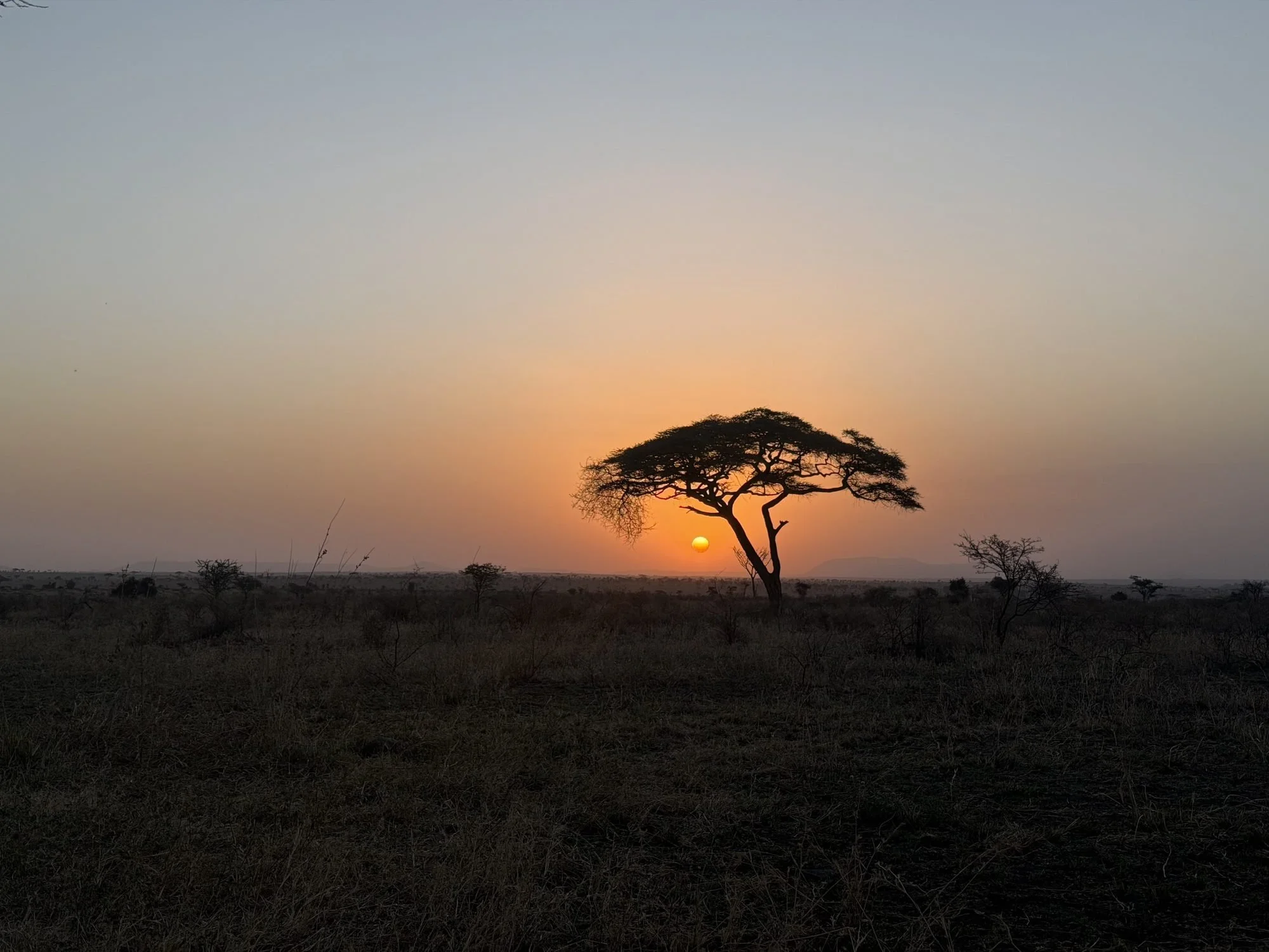 Acacia silhouetted against the sunset near Lemala Nanyukie