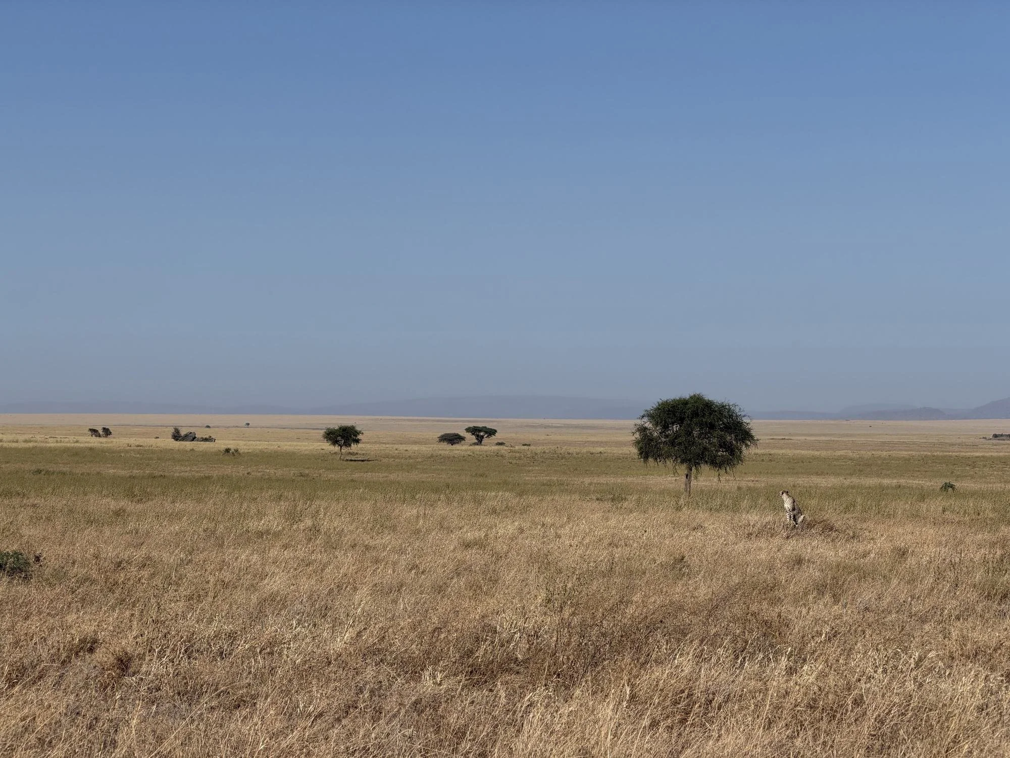 Cheetah mother watching the plains beside a lone tree near Namiri Plains