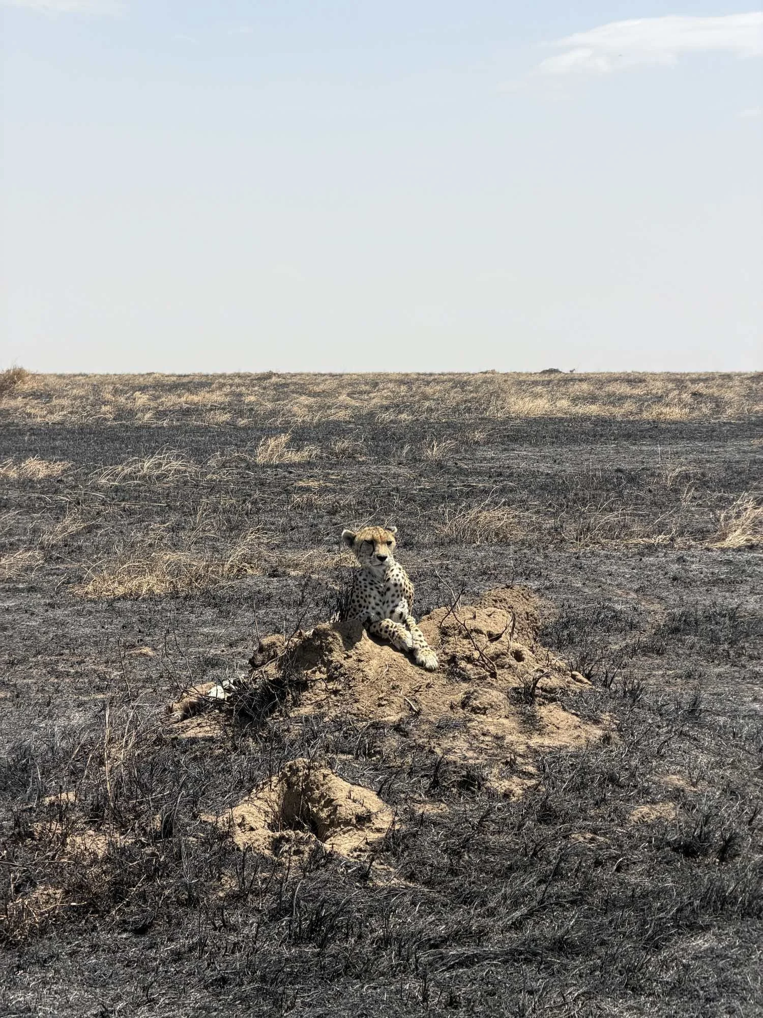 Cheetah resting on a termite mound on burnt grassland in the central Serengeti