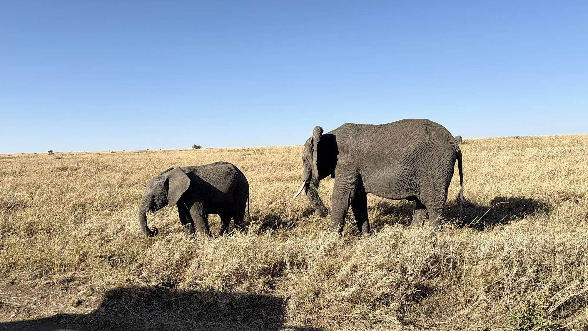 Elephant mother and calf in the long grass on a game drive from Lemala Nanyukie
