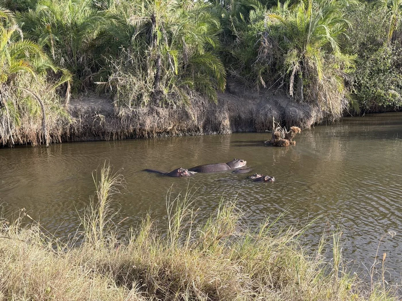 Hippos in a river pool on a drive near Lemala Nanyukie