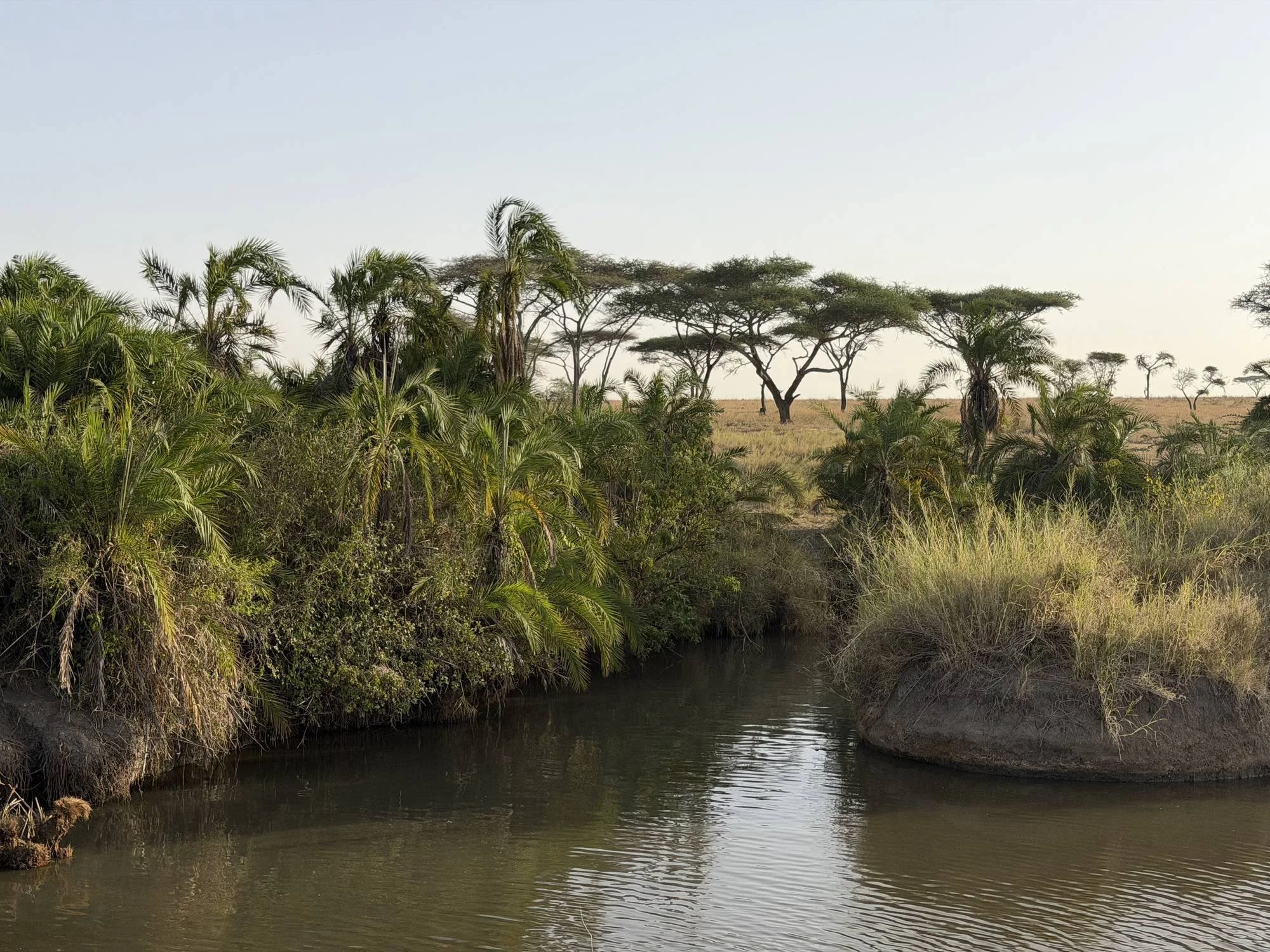 Palm-lined river pool near Lemala Nanyukie