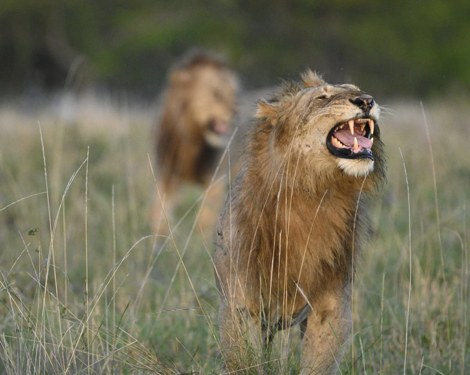Two lions, with the one in the foreground roaring and the other in the background with its mouth open, in a grassy plain.