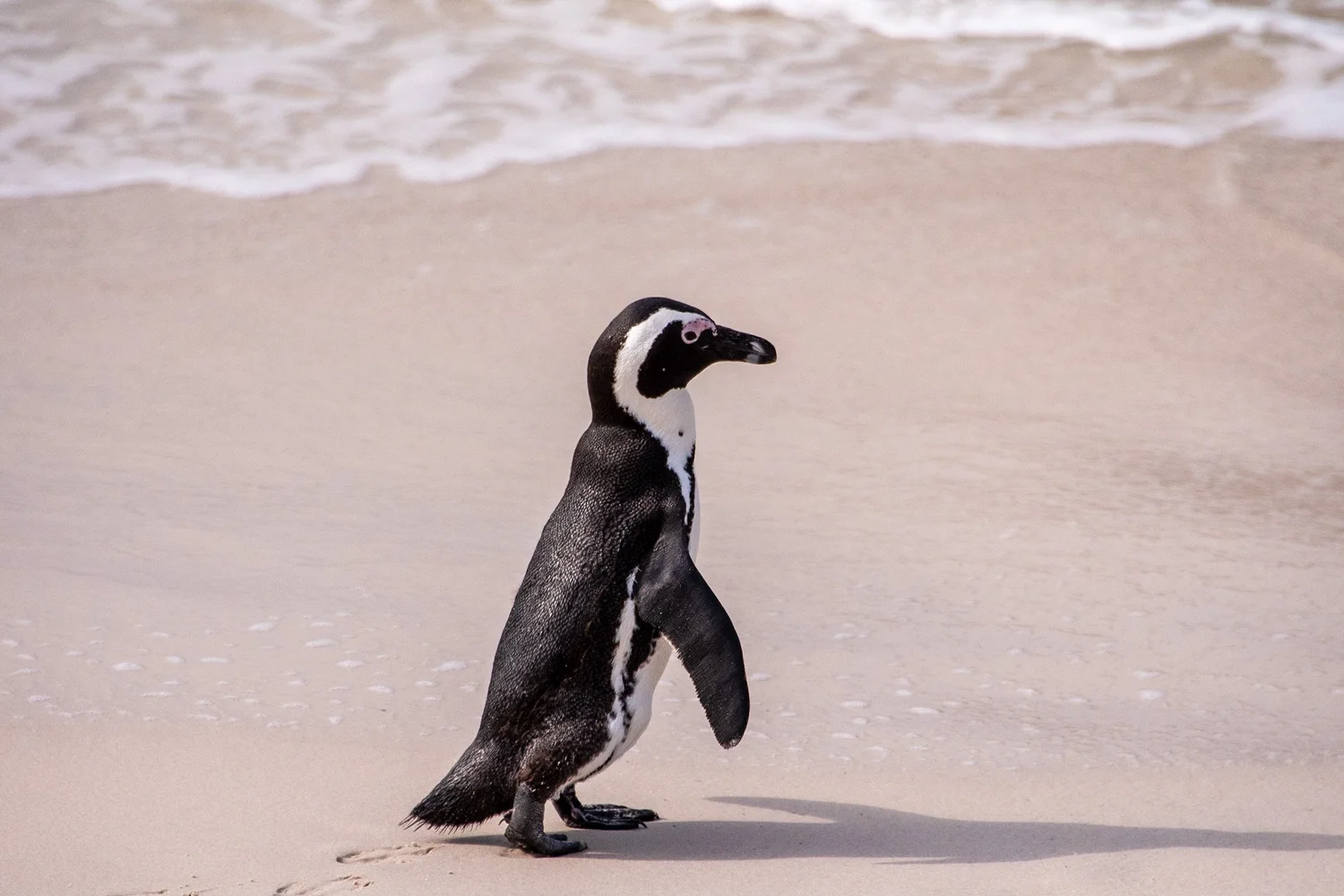 A penguin standing on a sandy beach near the water's edge.