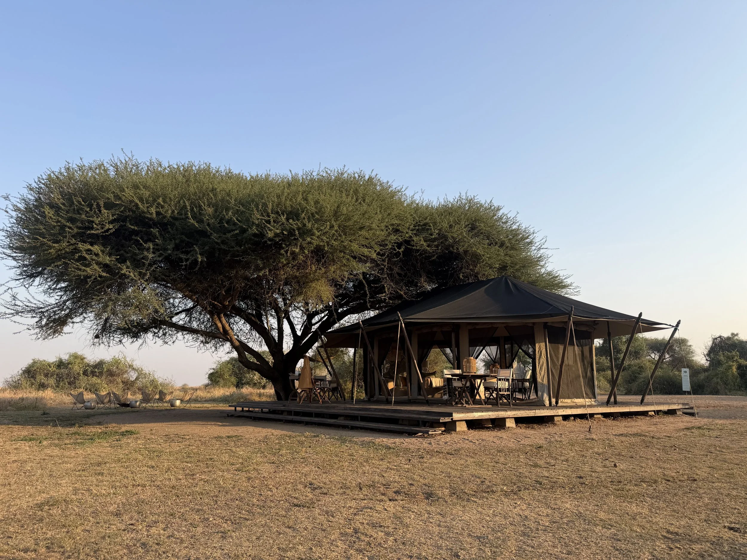Mila's main-area tent with a raised wooden deck under an acacia tree on the open plains of the Serengeti's Western Corridor, Tanzania