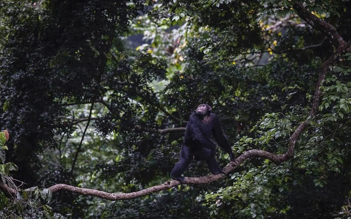 A chimpanzee sitting on a tree branch surrounded by dense green foliage in a rainforest setting.