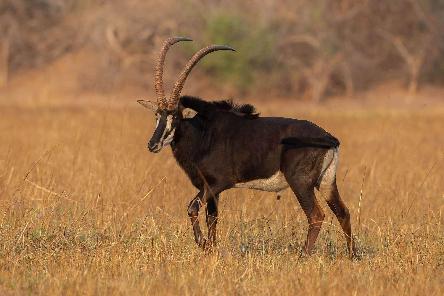 A sable antelope standing in a grassy plains with a blurred background of trees.